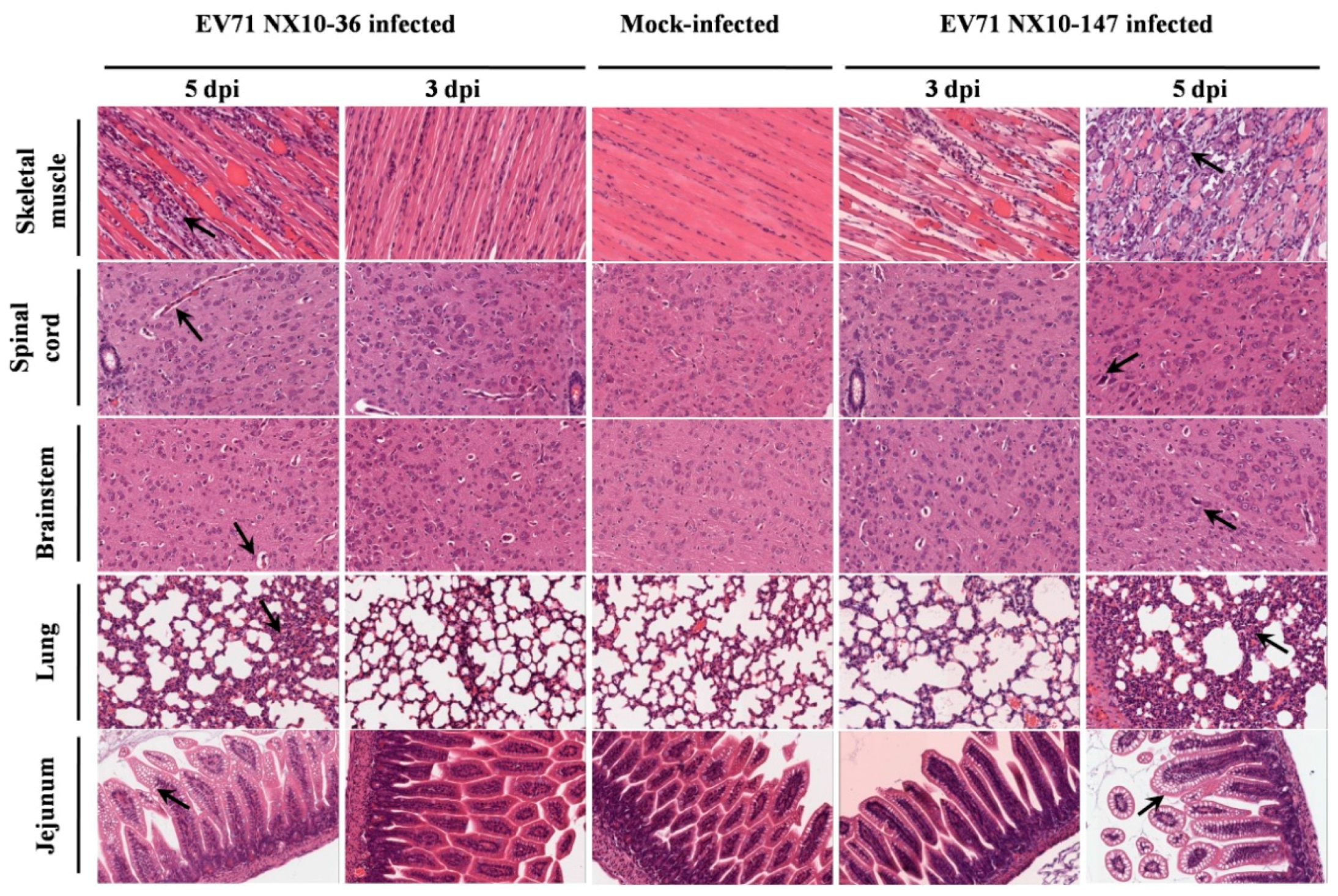 Viruses 09 00351 g007 Viruses 09 00351 g007