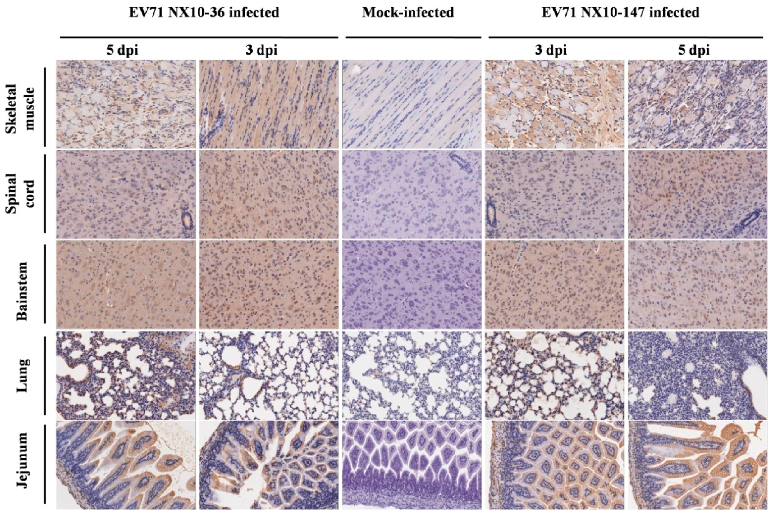 Viruses 09 00351 g008 Viruses 09 00351 g008