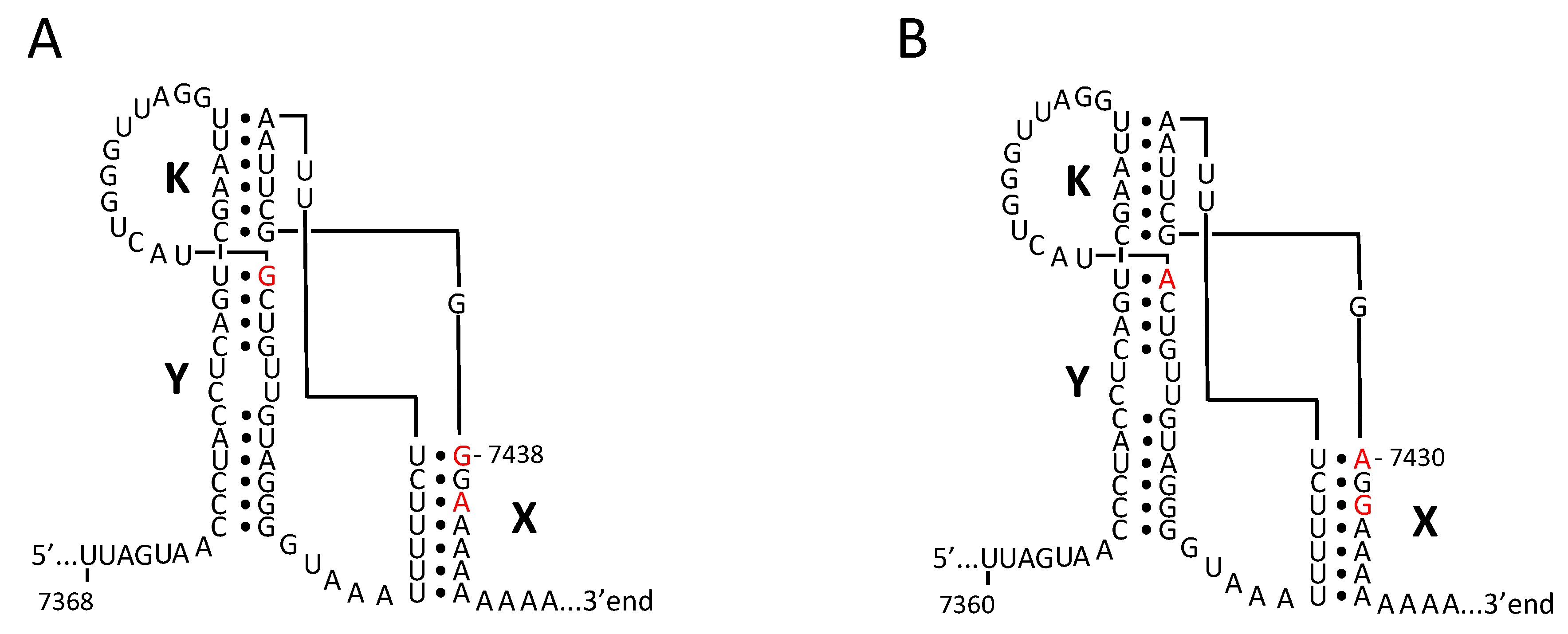 Viruses Free Full Text Pressure For Pattern Specific Intertypic Recombination Between Sabin Polioviruses Evolutionary Implications Html