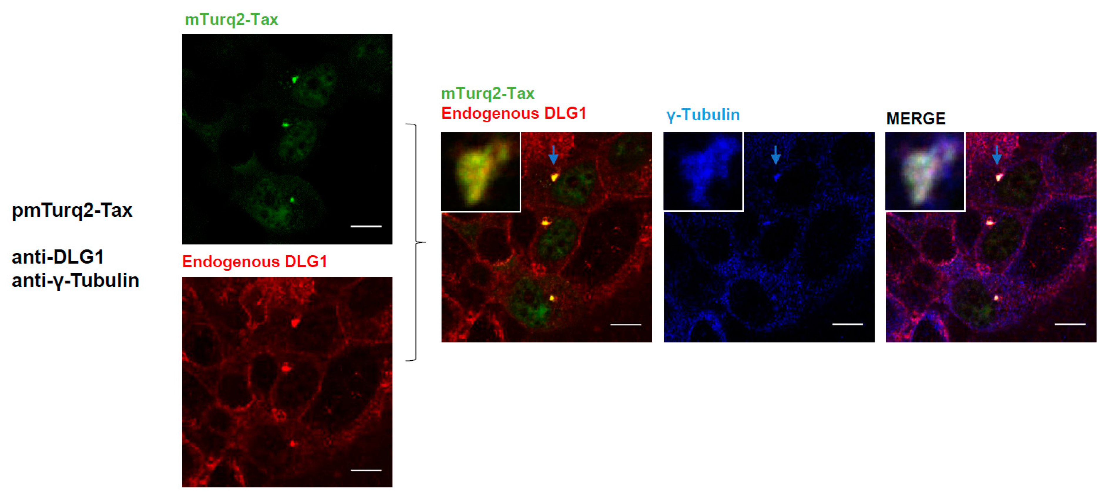 Viruses 09 00355 g006 Viruses 09 00355 g006