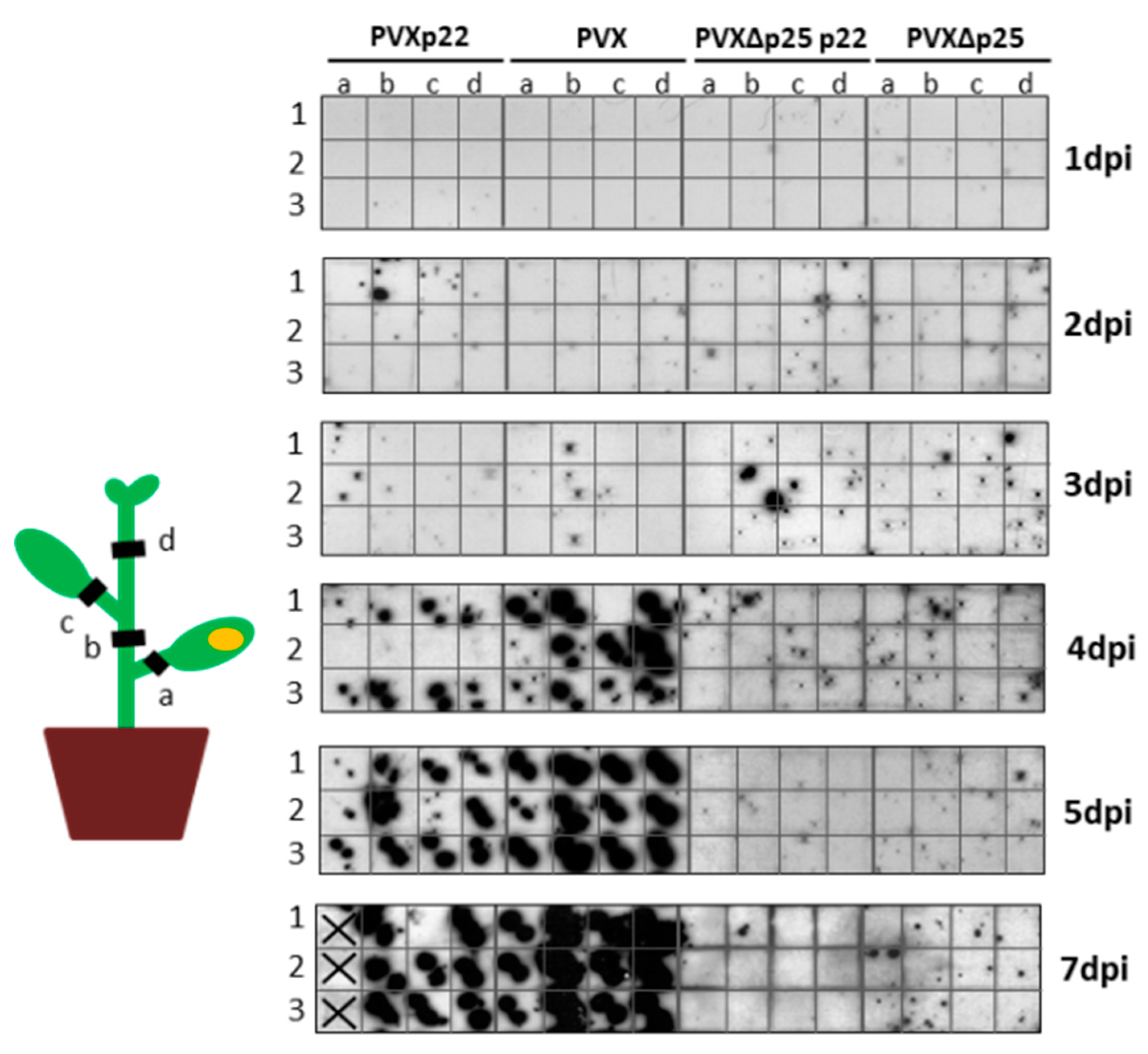 Viruses 09 00358 g005