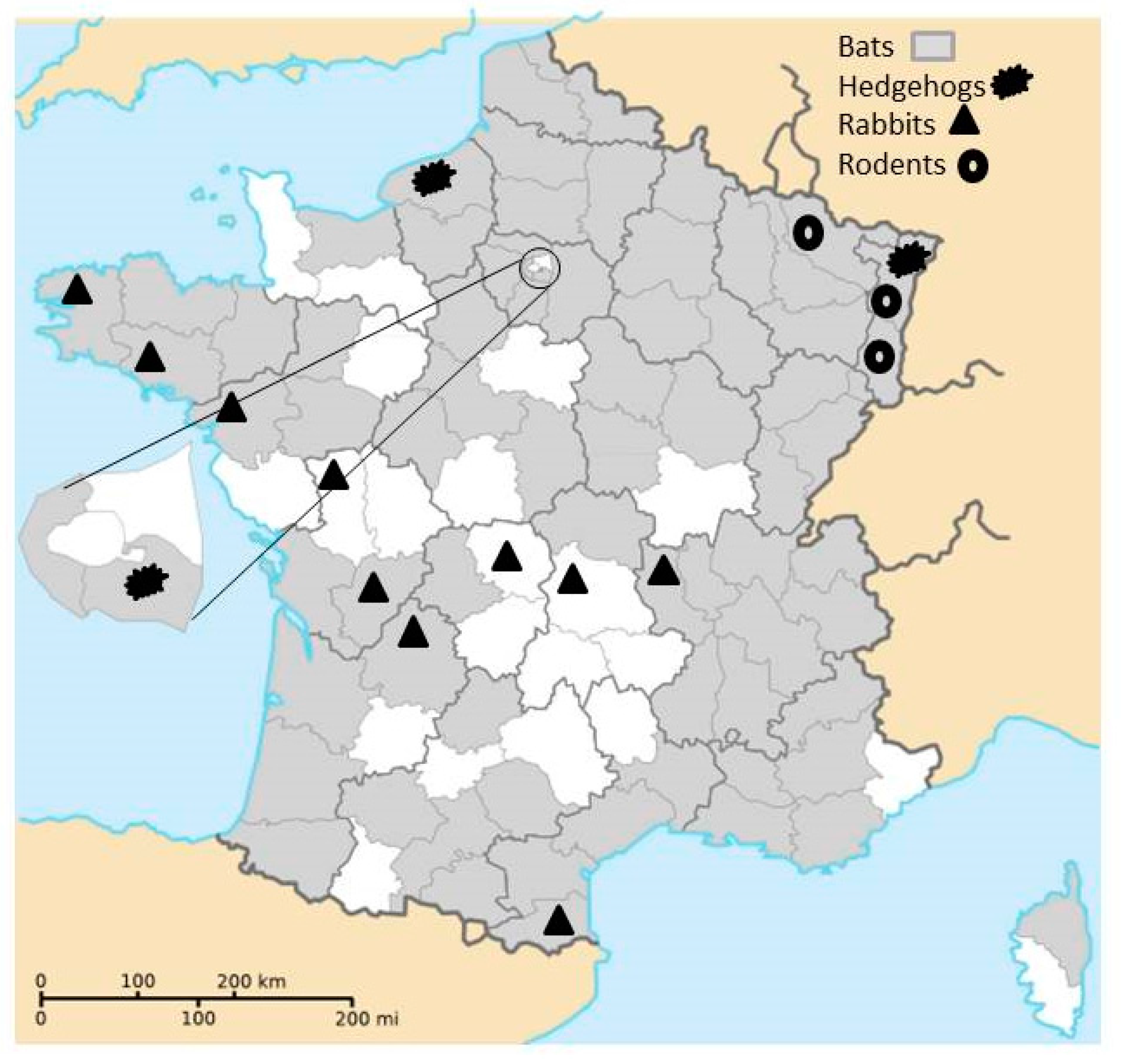 Viruses | Free Full-Text | Identification of Alpha and Beta Coronavirus in Wildlife ...