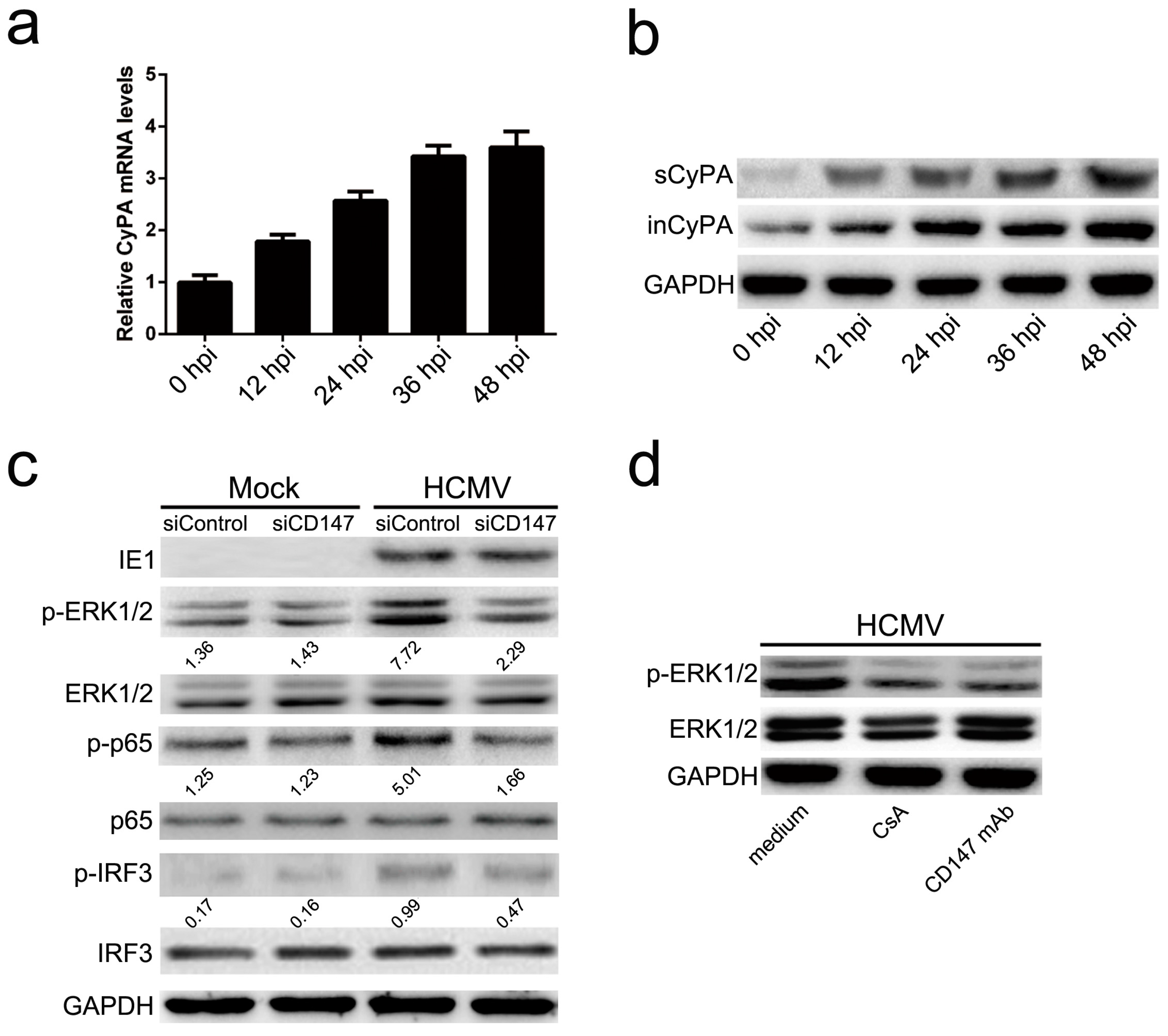 Viruses 09 00365 g002