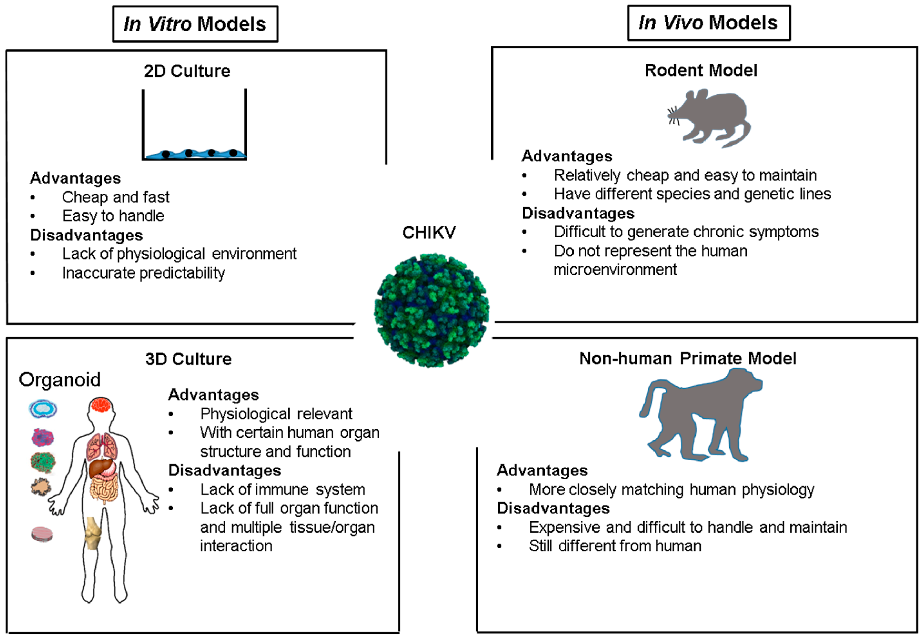 In vitro и in vivo