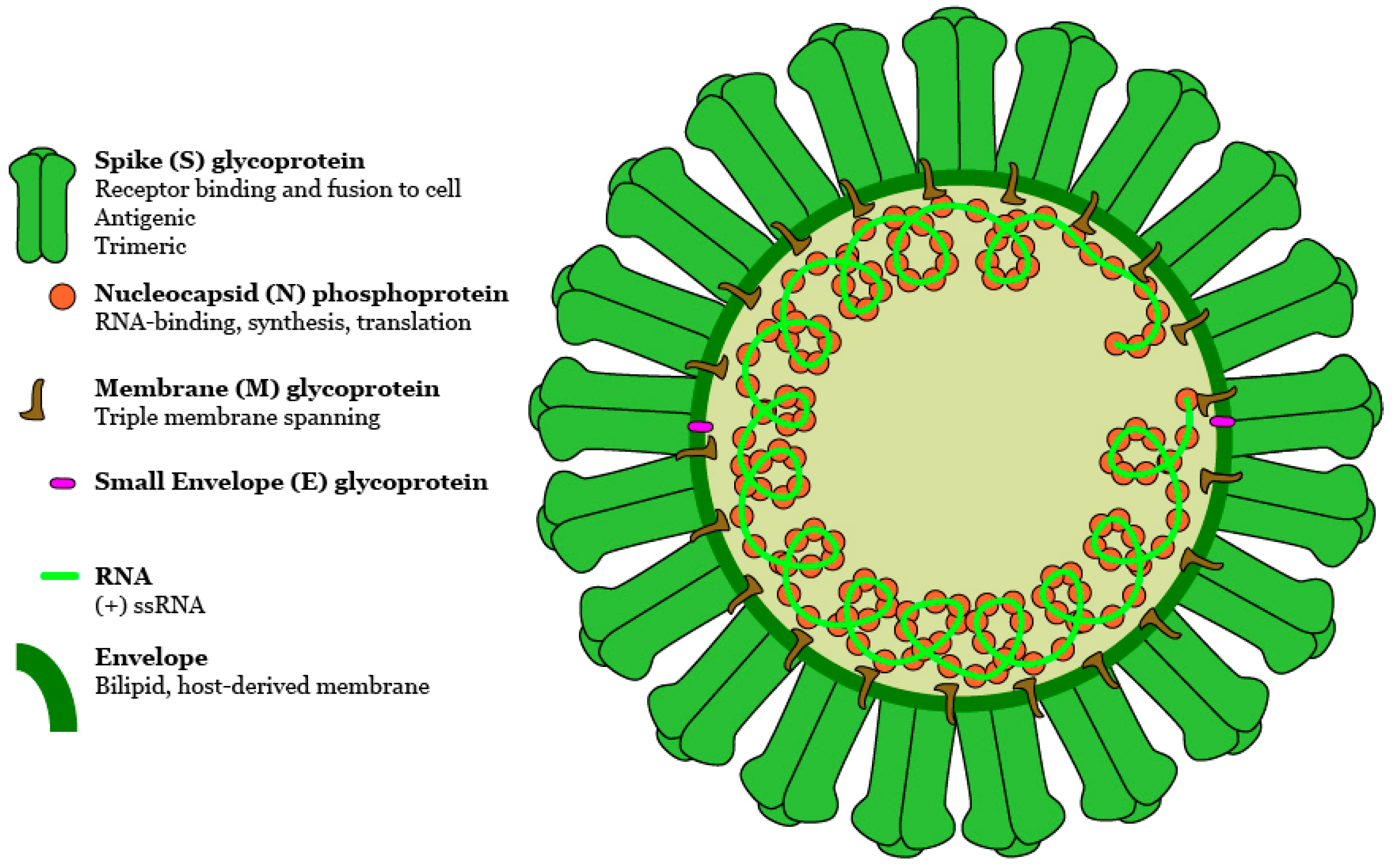 Viruses | Free Full-Text | An Opportunistic Pathogen Afforded Ample Opportunities ...