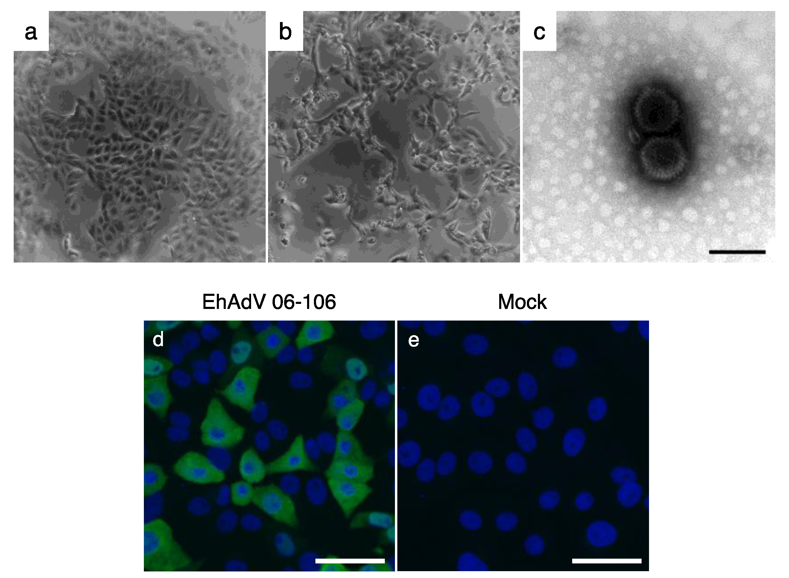 Viruses 09 00371 g001 Viruses 09 00371 g001