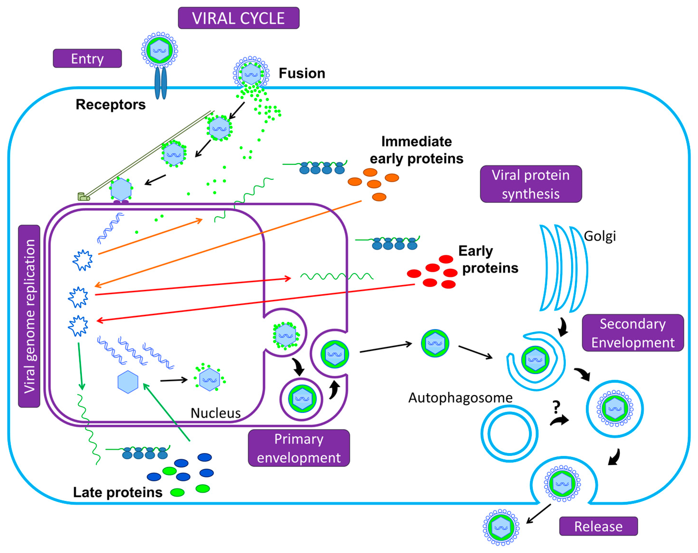 Viruses 09 00372 g001