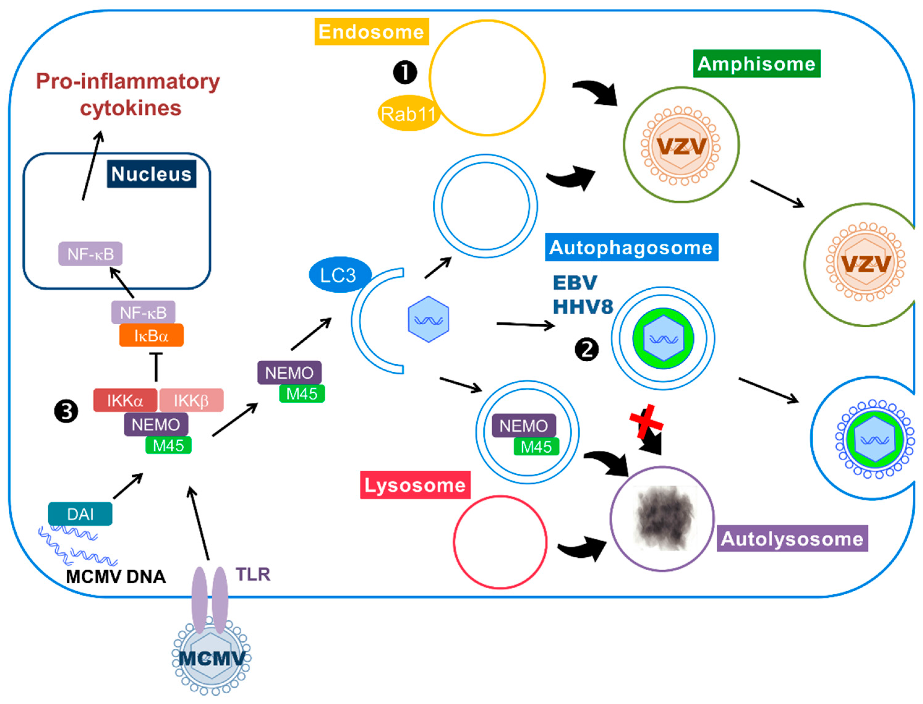 Viruses 09 00372 g002