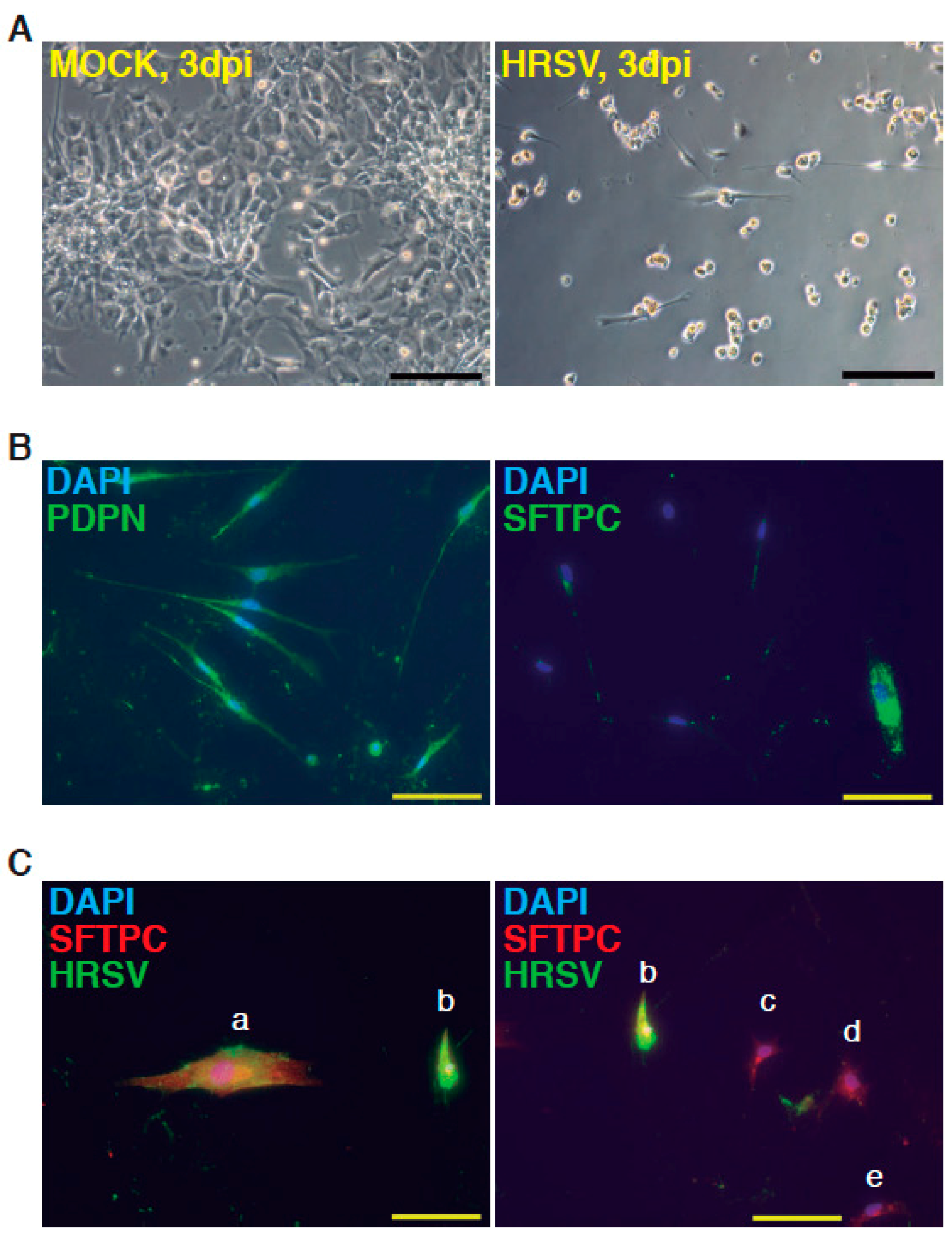 Viruses 09 00379 g002