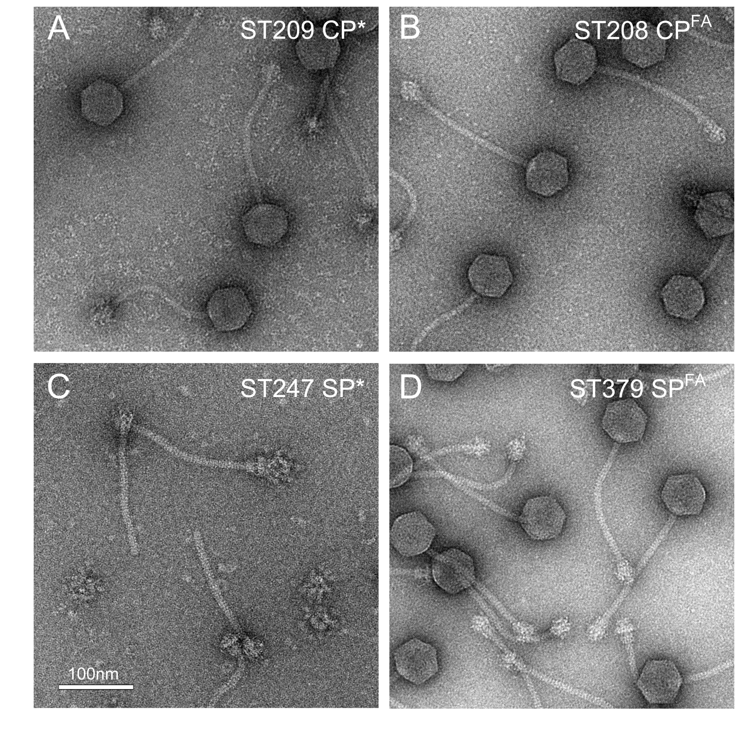 Viruses 09 00384 g002