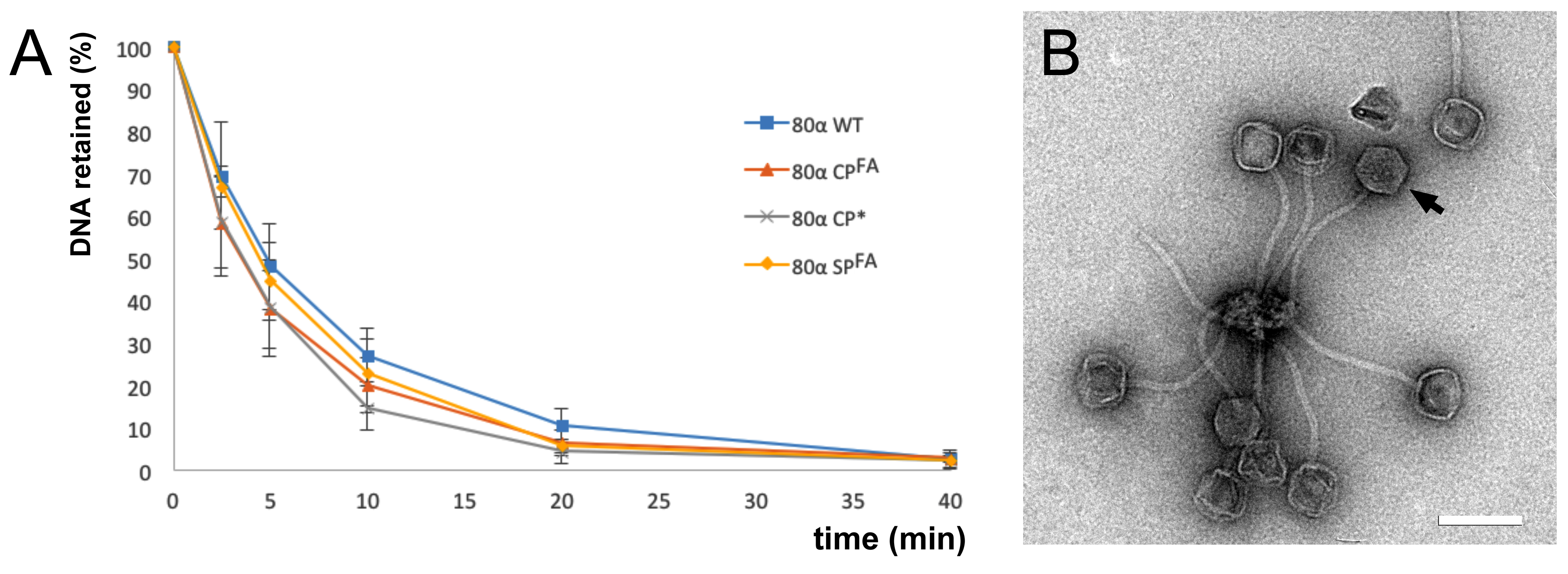 Viruses 09 00384 g003