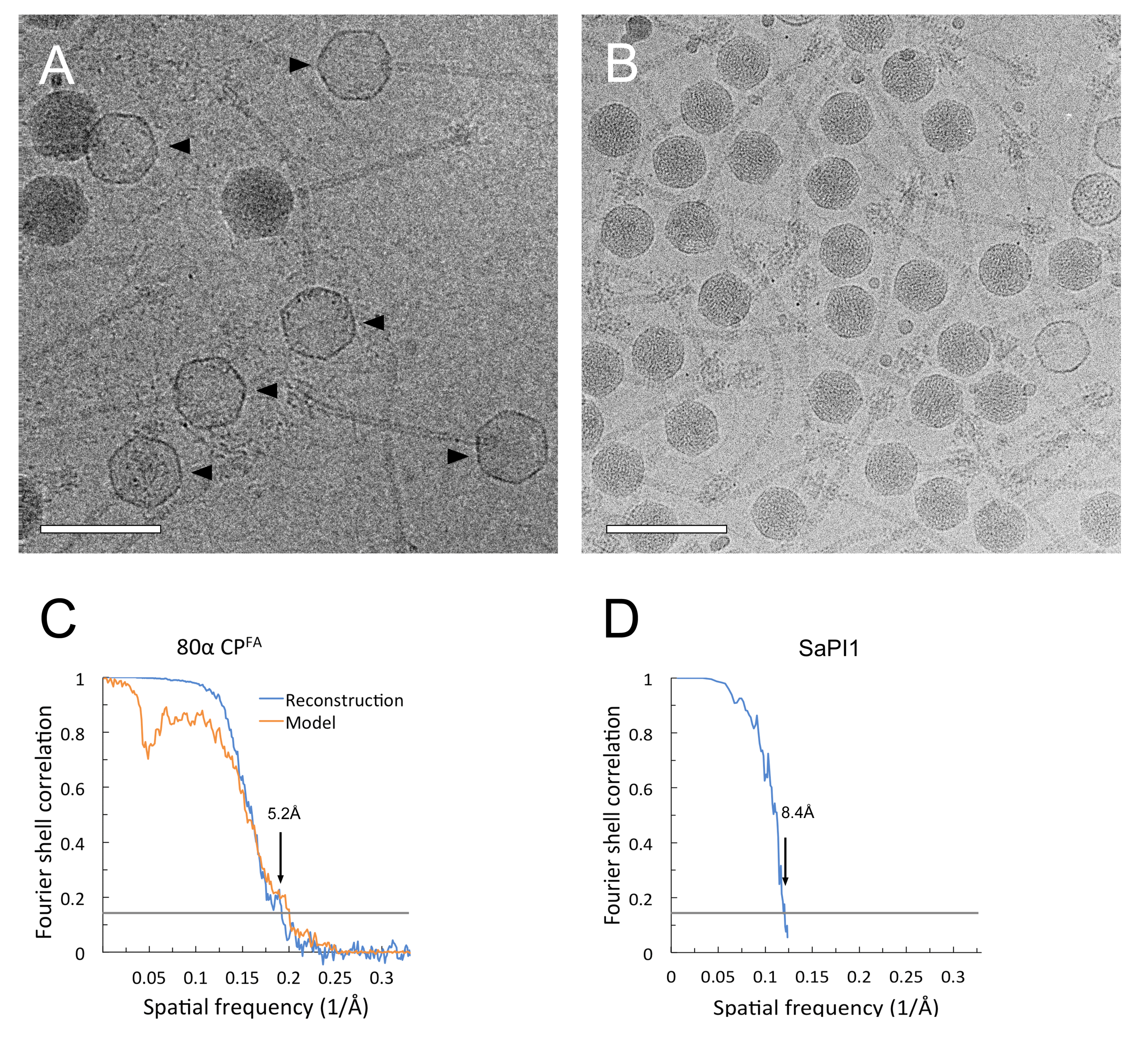 Viruses 09 00384 g004