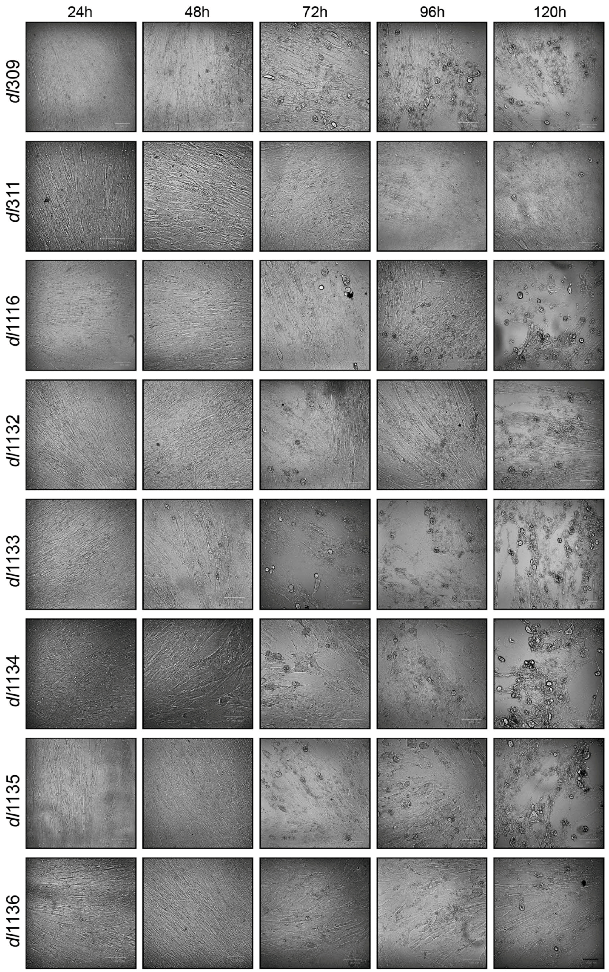 Viruses 09 00387 g002