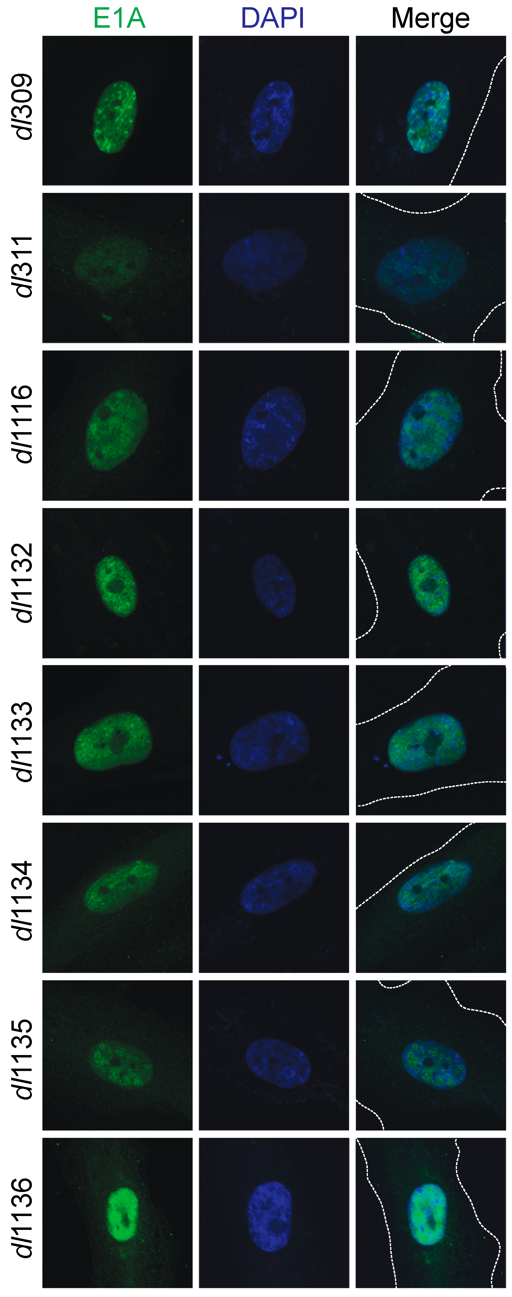 Viruses 09 00387 g004