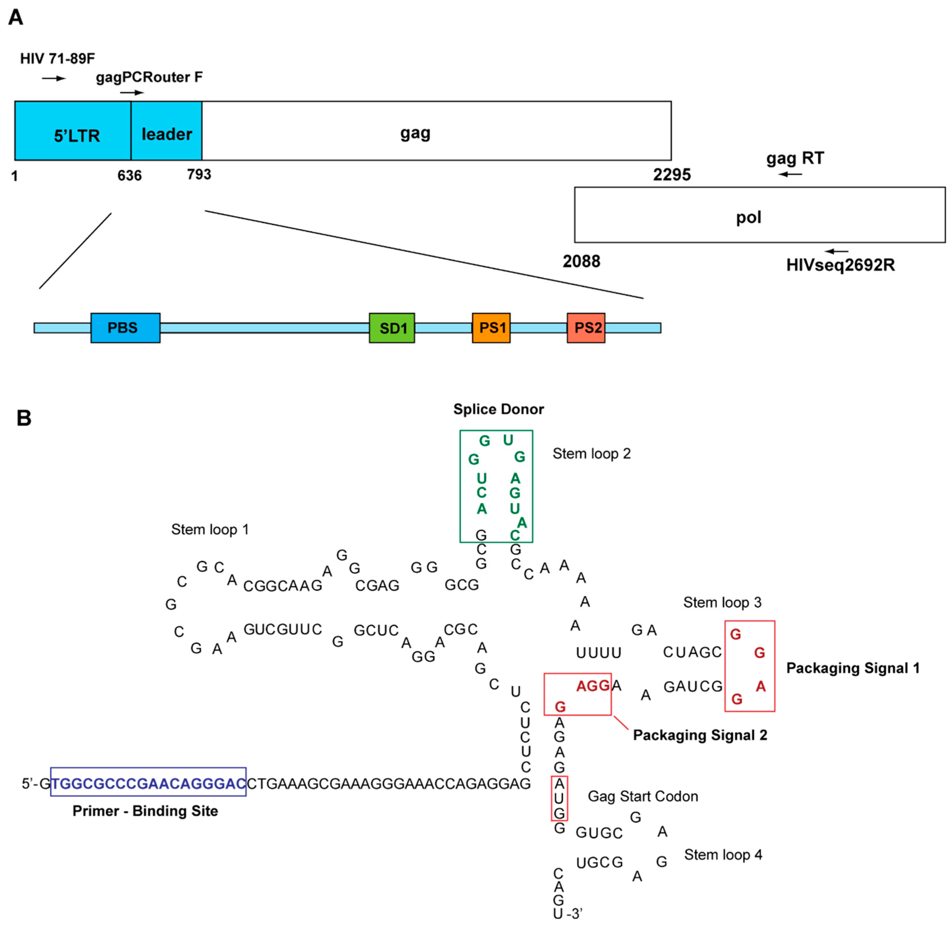 Schematic diagram (not to scale) of the SIV genomic RNA. The leader of