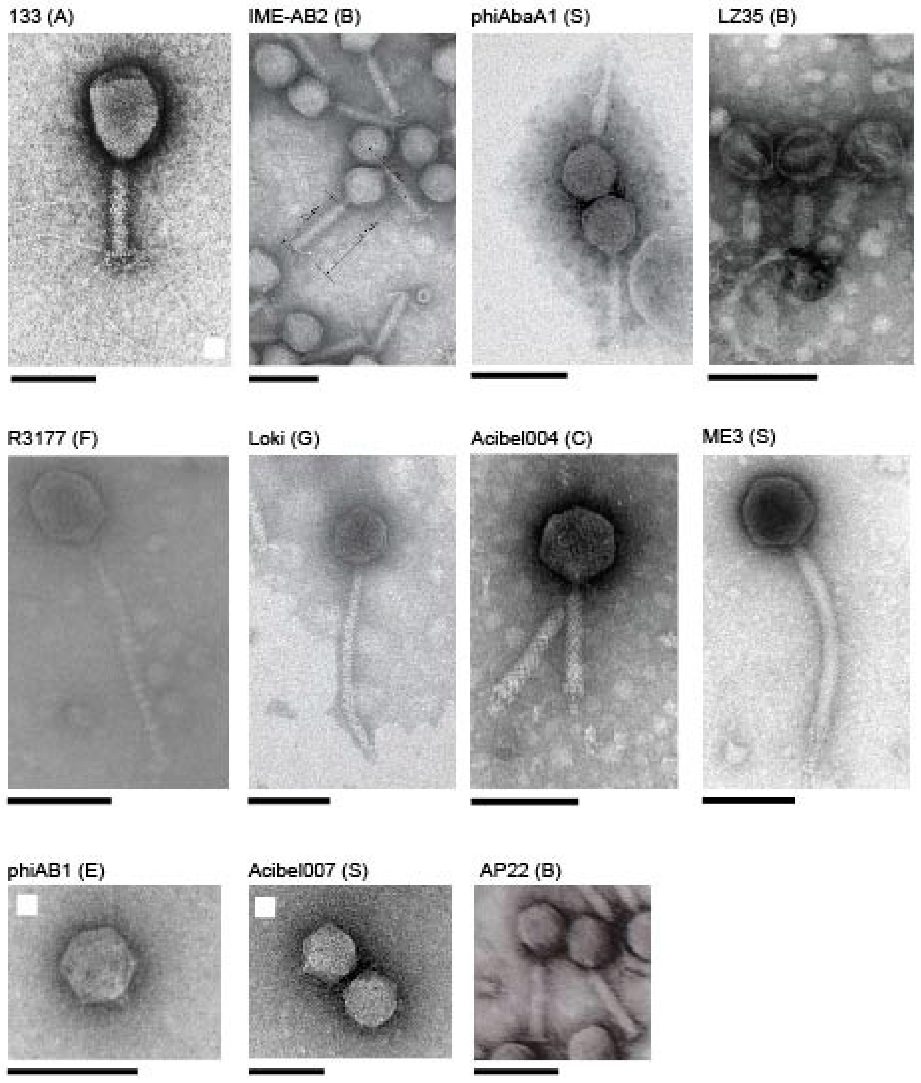 Viruses 10 00005 g002