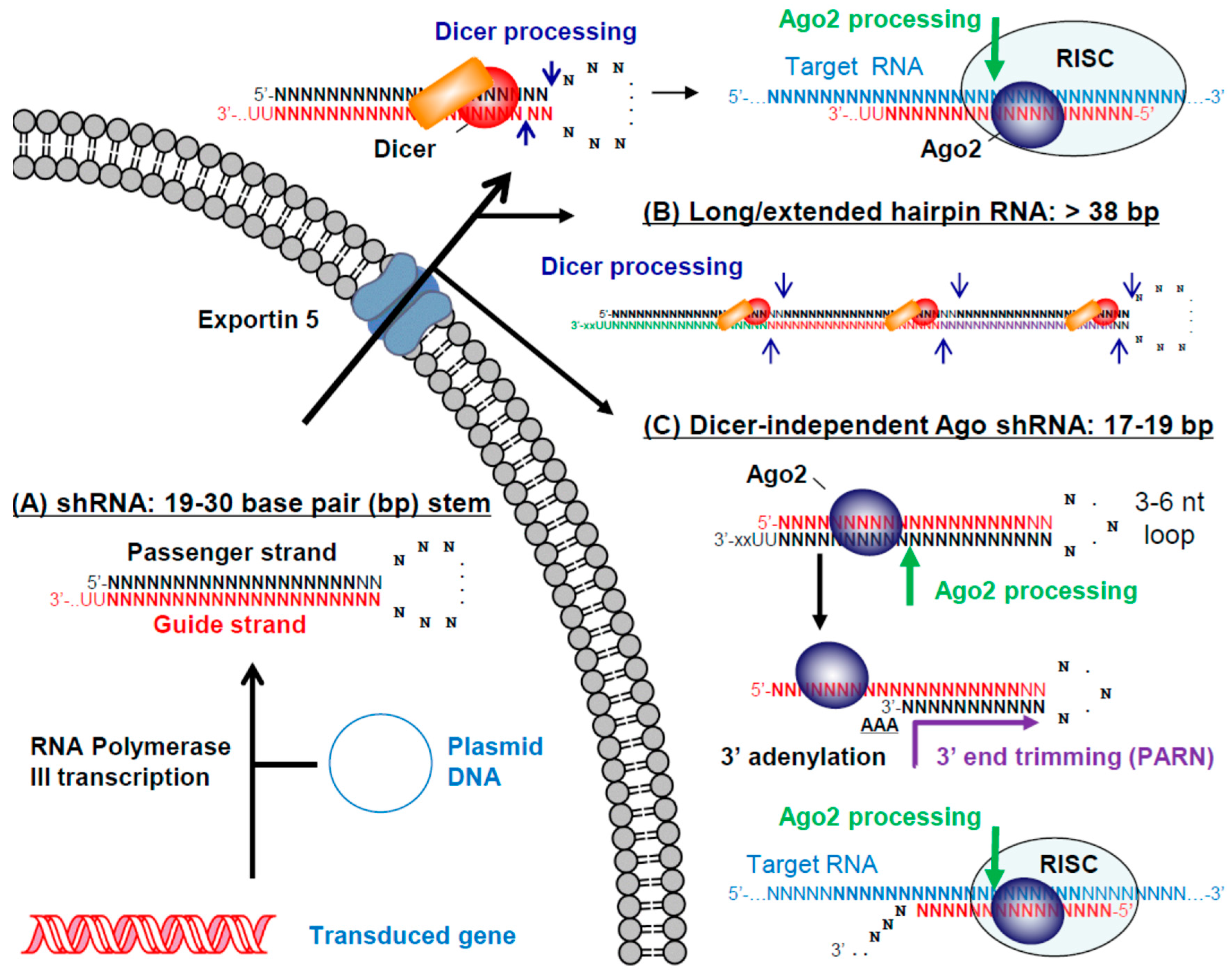 are rna viruses curable