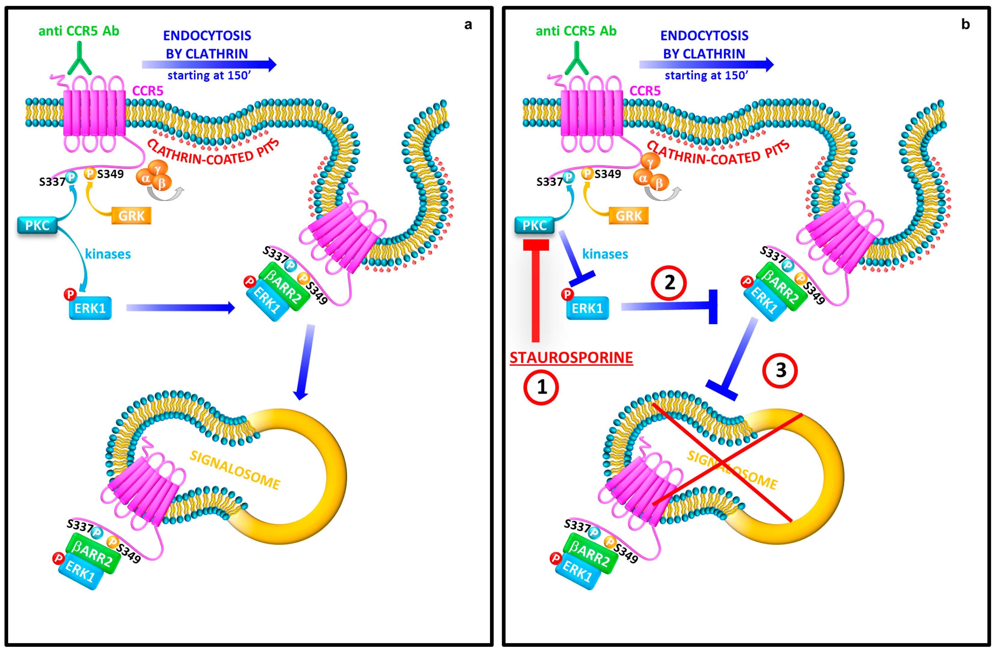 Viruses 10 00009 g005