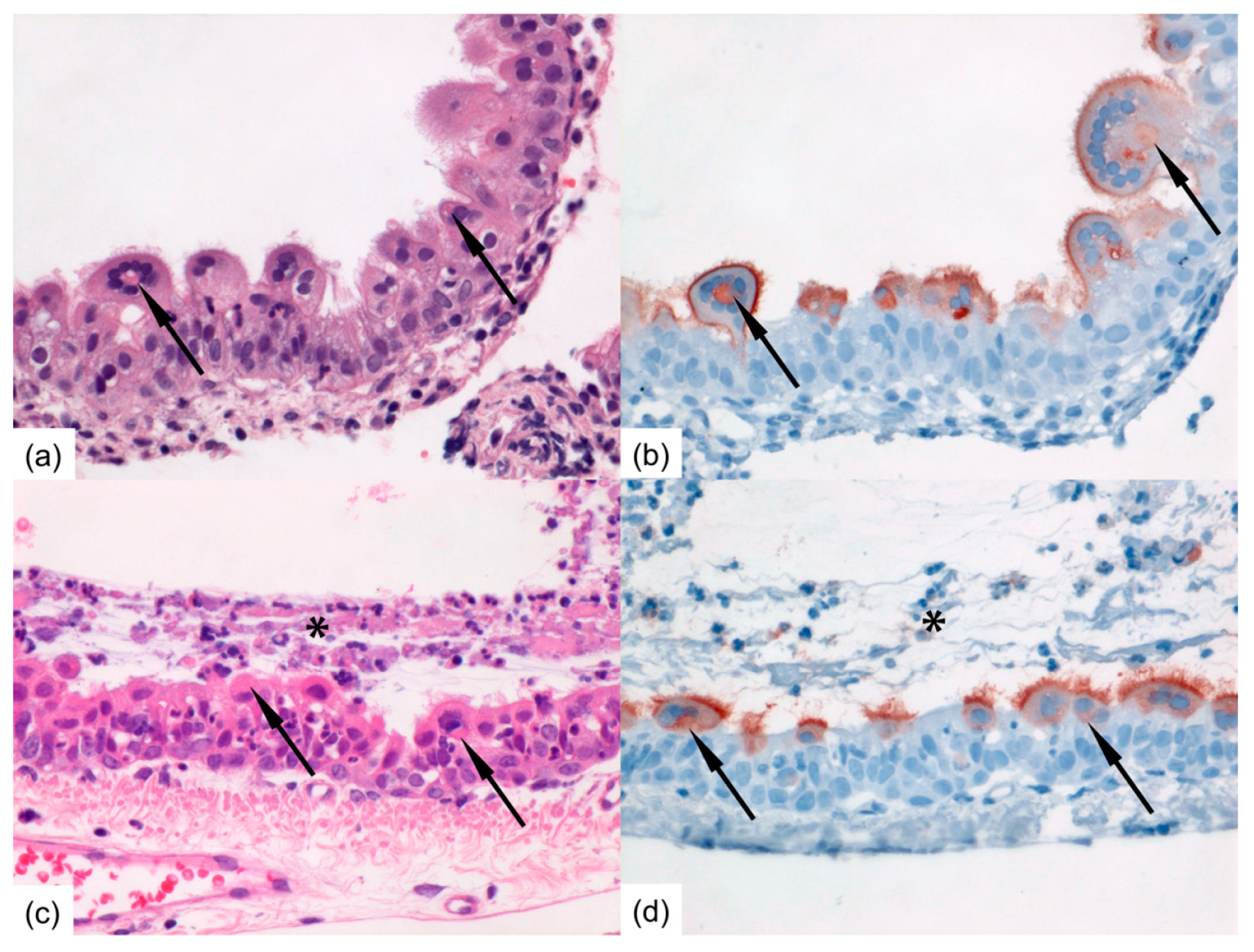 Viruses 10 00018 g004