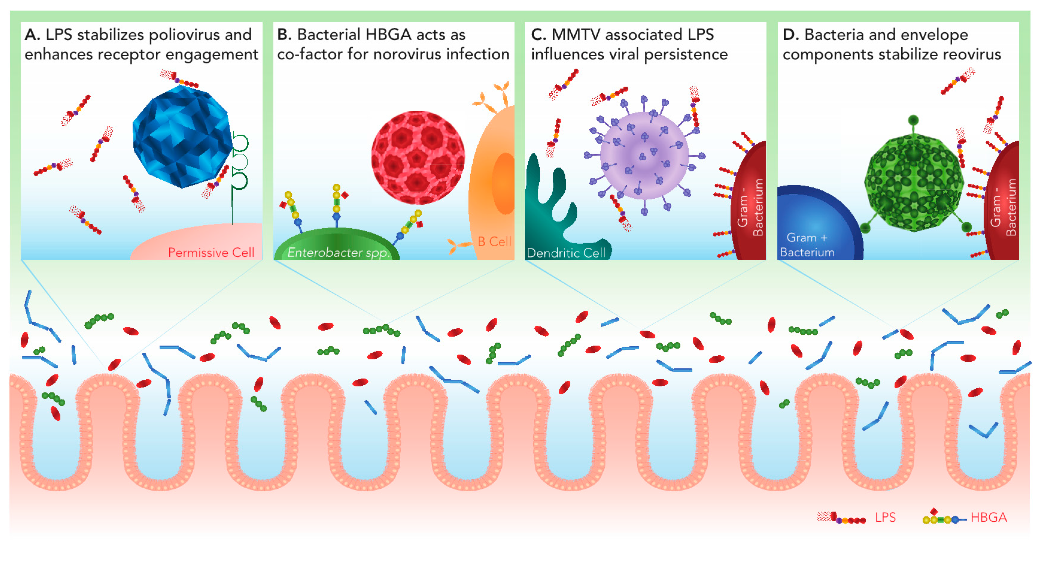 Viruses | Free Full-Text | Interactions between Enteric Bacteria and
