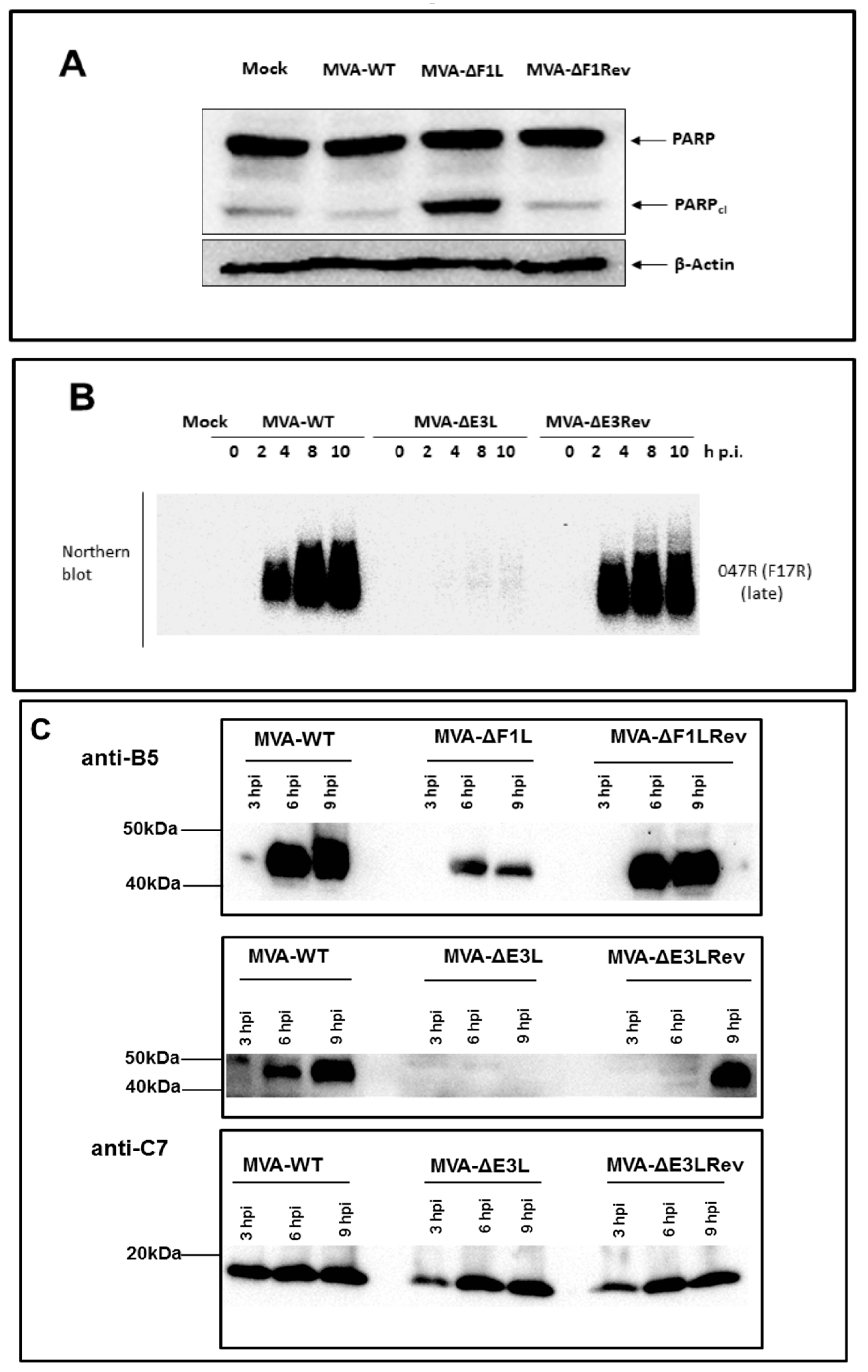 Viruses 10 00021 g001 Viruses 10 00021 g001
