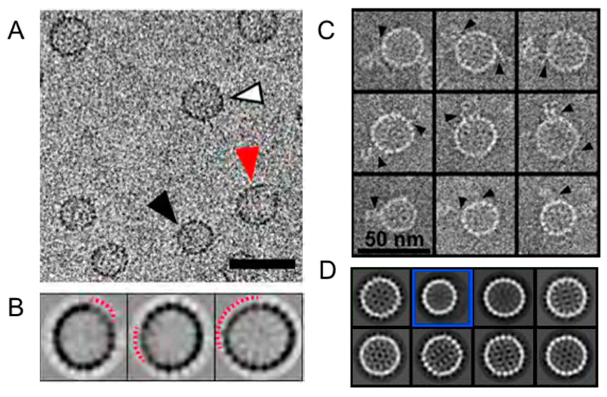 Viruses 10 00025 g003