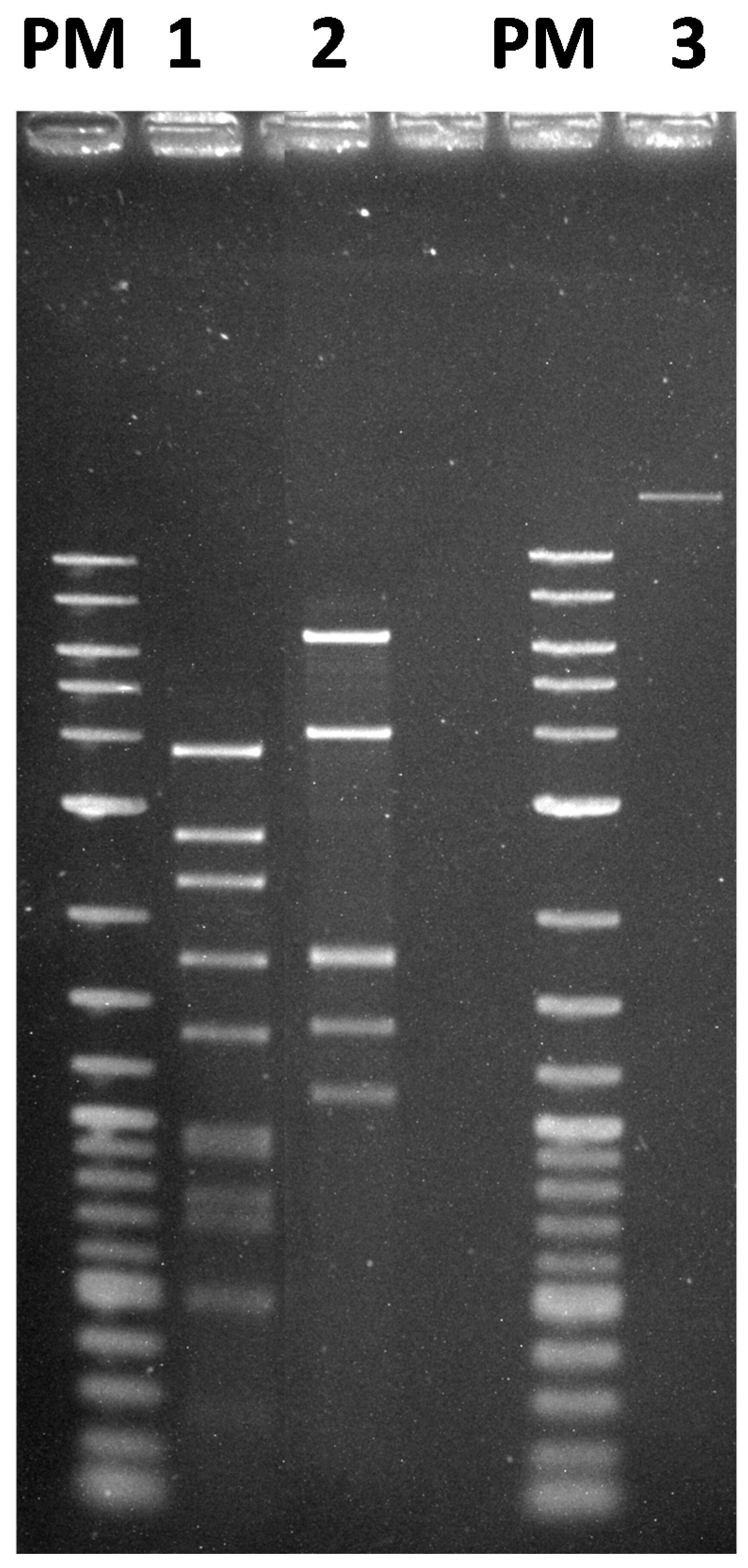 Viruses 10 00039 g003