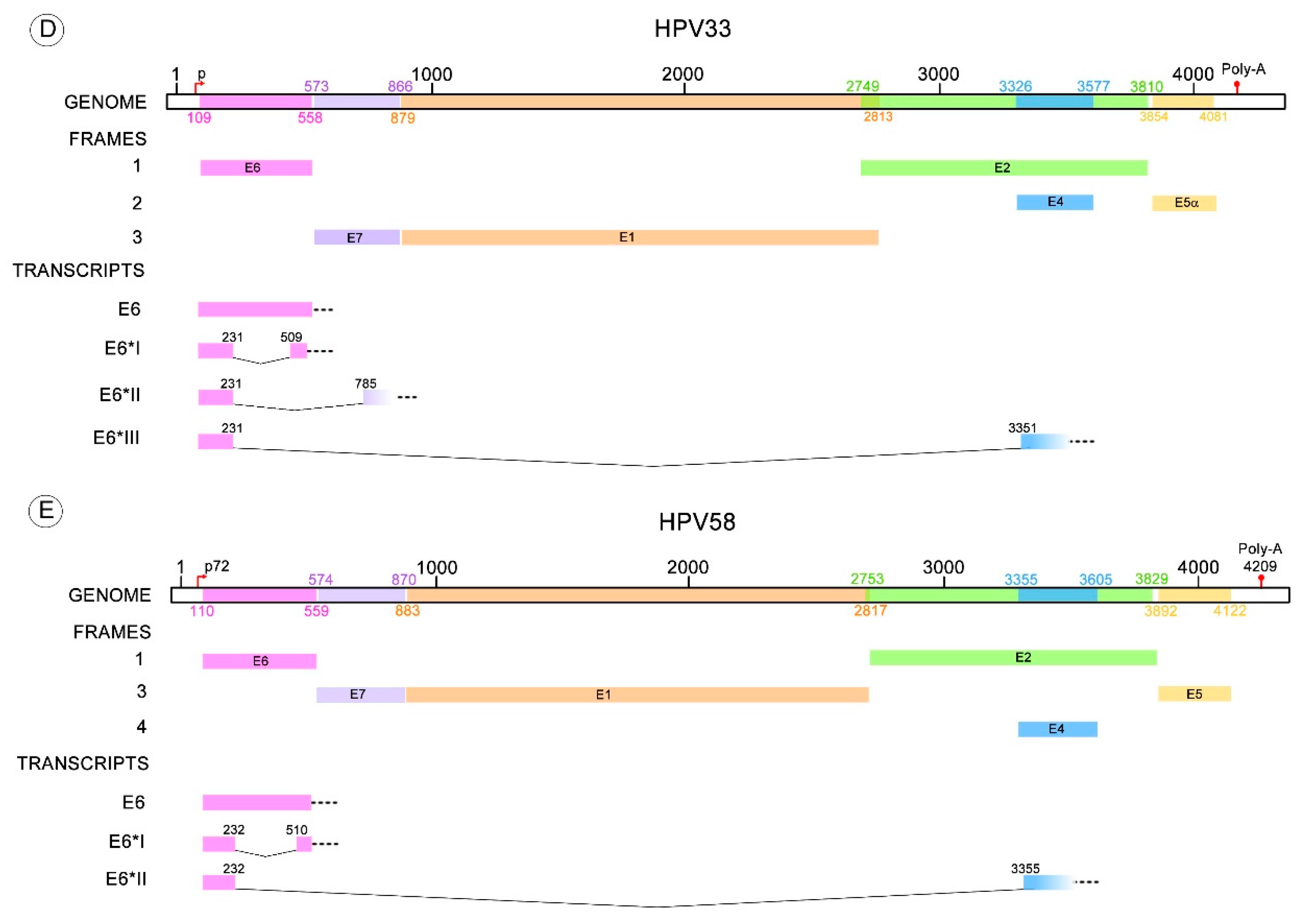 Viruses 10 00045 g003b