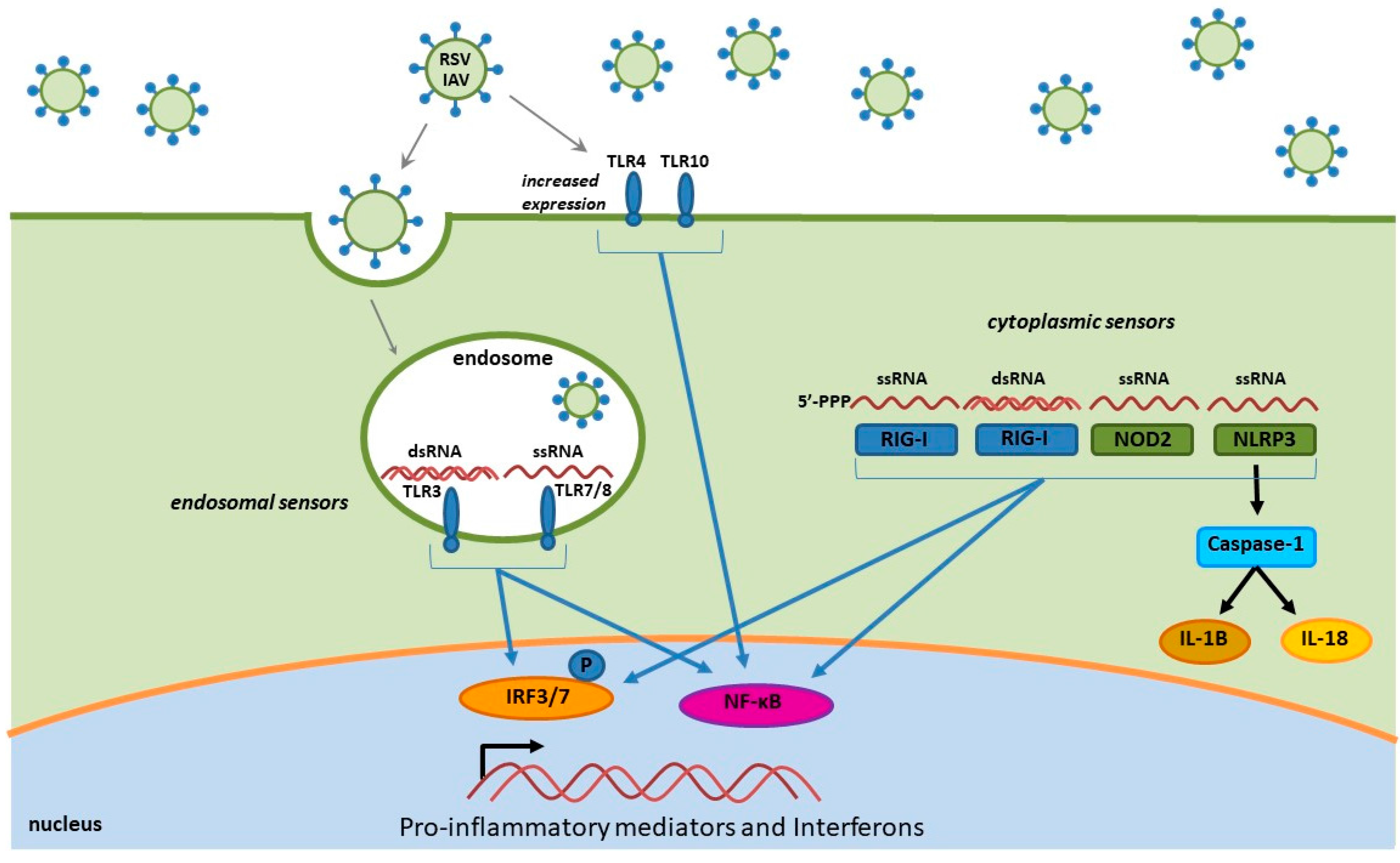 Viruses Free Full Text Verdinexor Targeting Of Crm1 Is A Promising Therapeutic Approach Against Rsv And Influenza Viruses Html