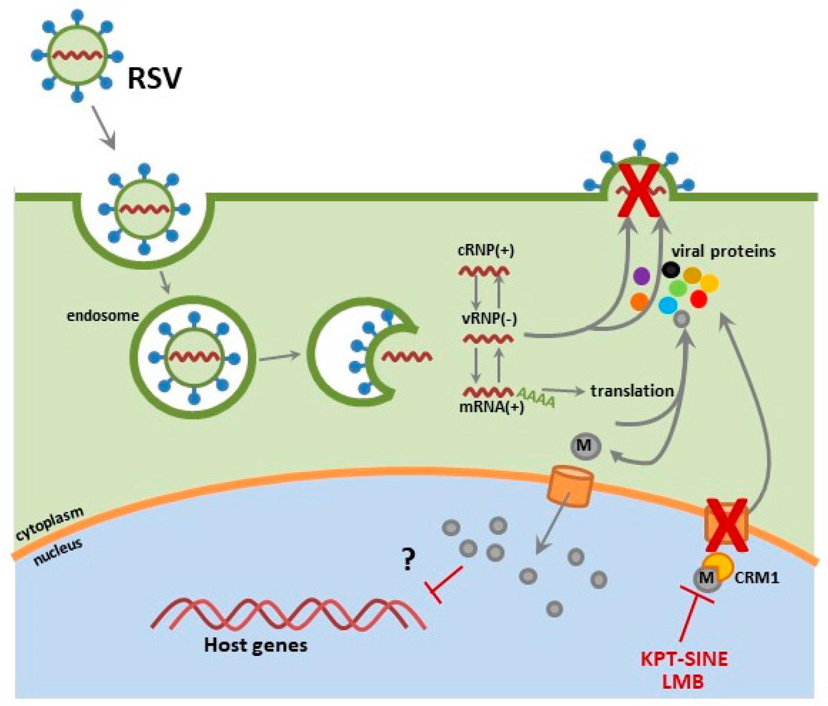 РНК Respiratory syncytial virus. Respiratory syncytial virus structure. РСВ вирус. Host Genes. Virus 10