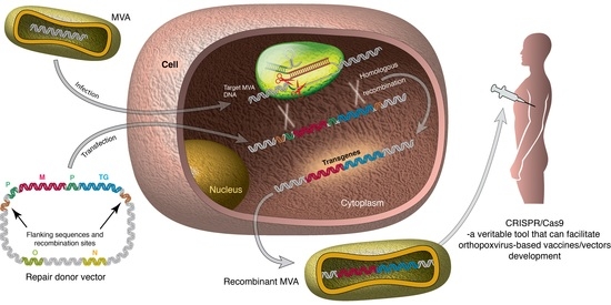 Viruses | Free Full-Text | CRISPR/Cas9—Advancing Orthopoxvirus Genome