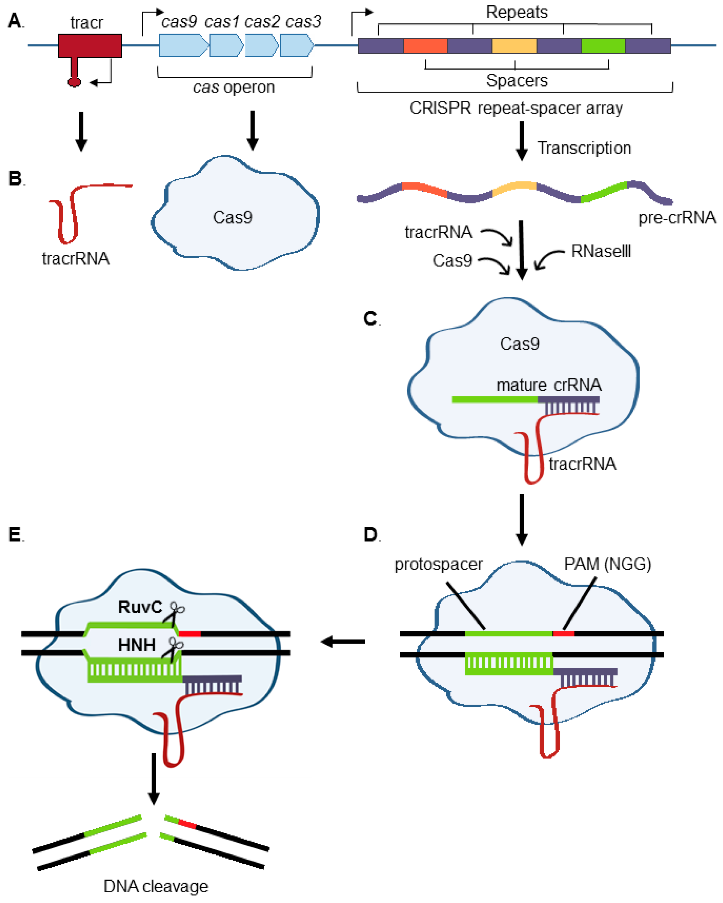 CRISPR–Cas9 Genetic Analysis of Virus–Host Interactions