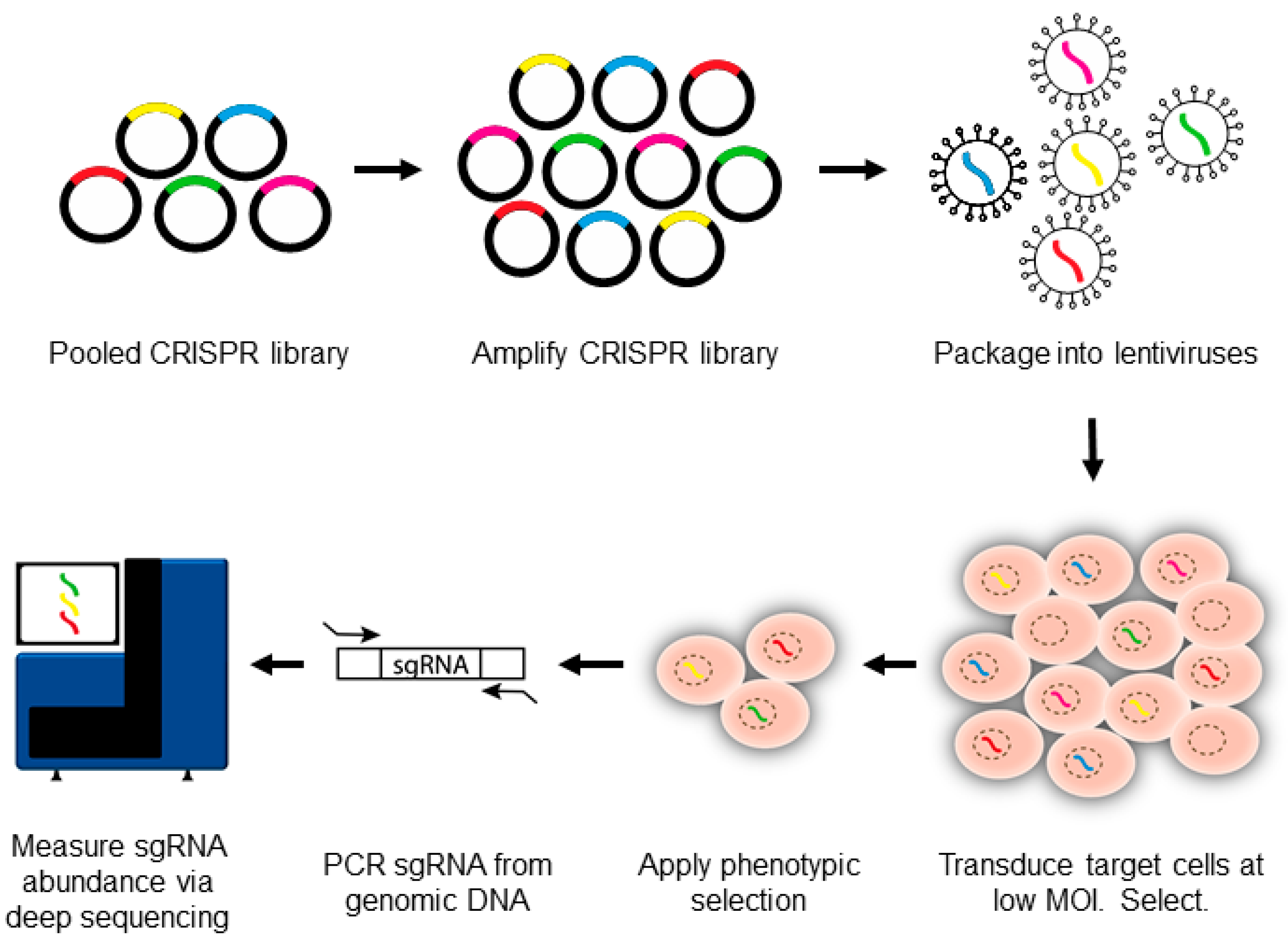 Viruses | Free Full-Text | CRISPR–Cas9 Genetic Analysis of Virus–Host ...