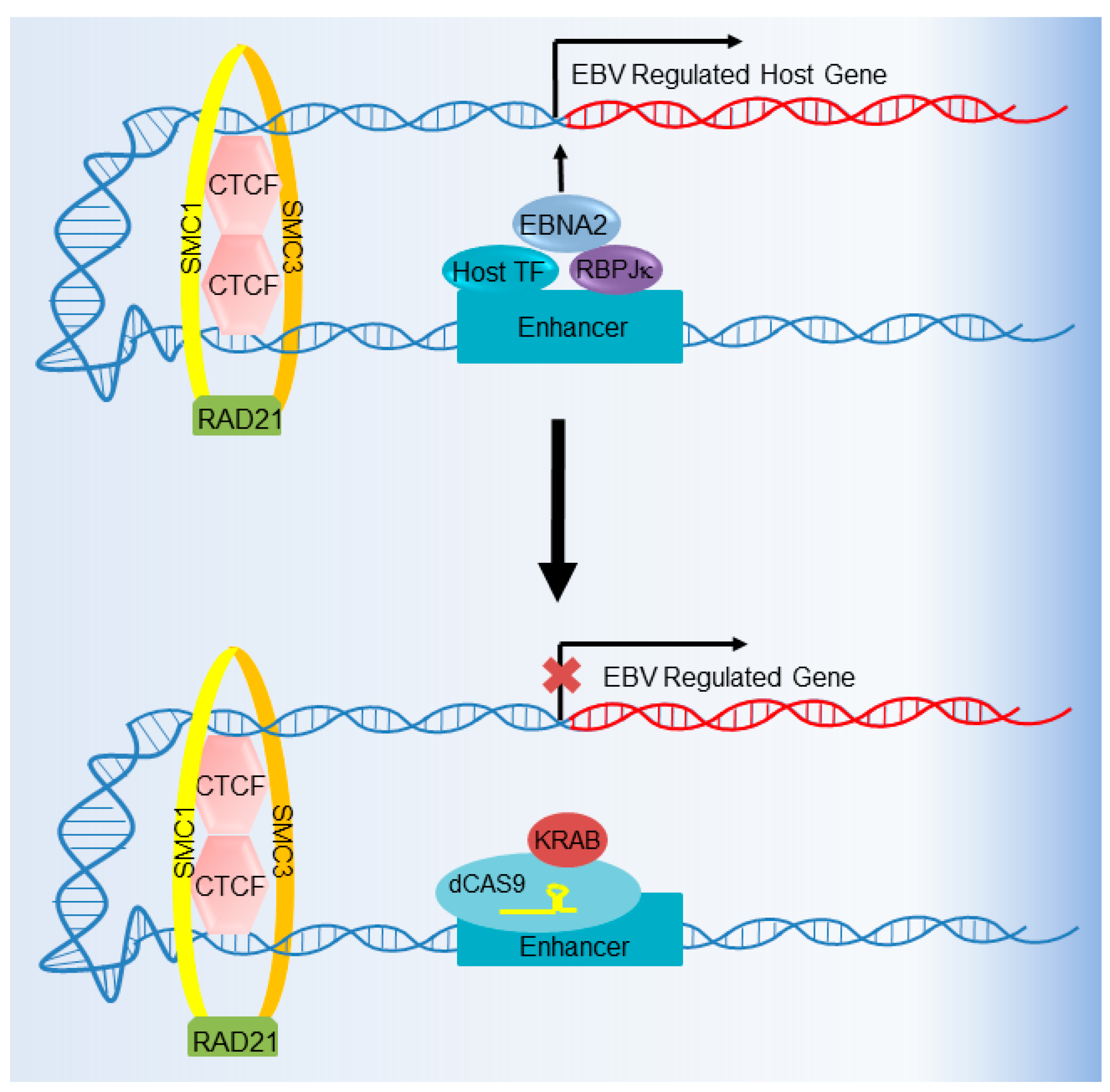 Viruses 10 00055 g007 Viruses 10 00055 g007