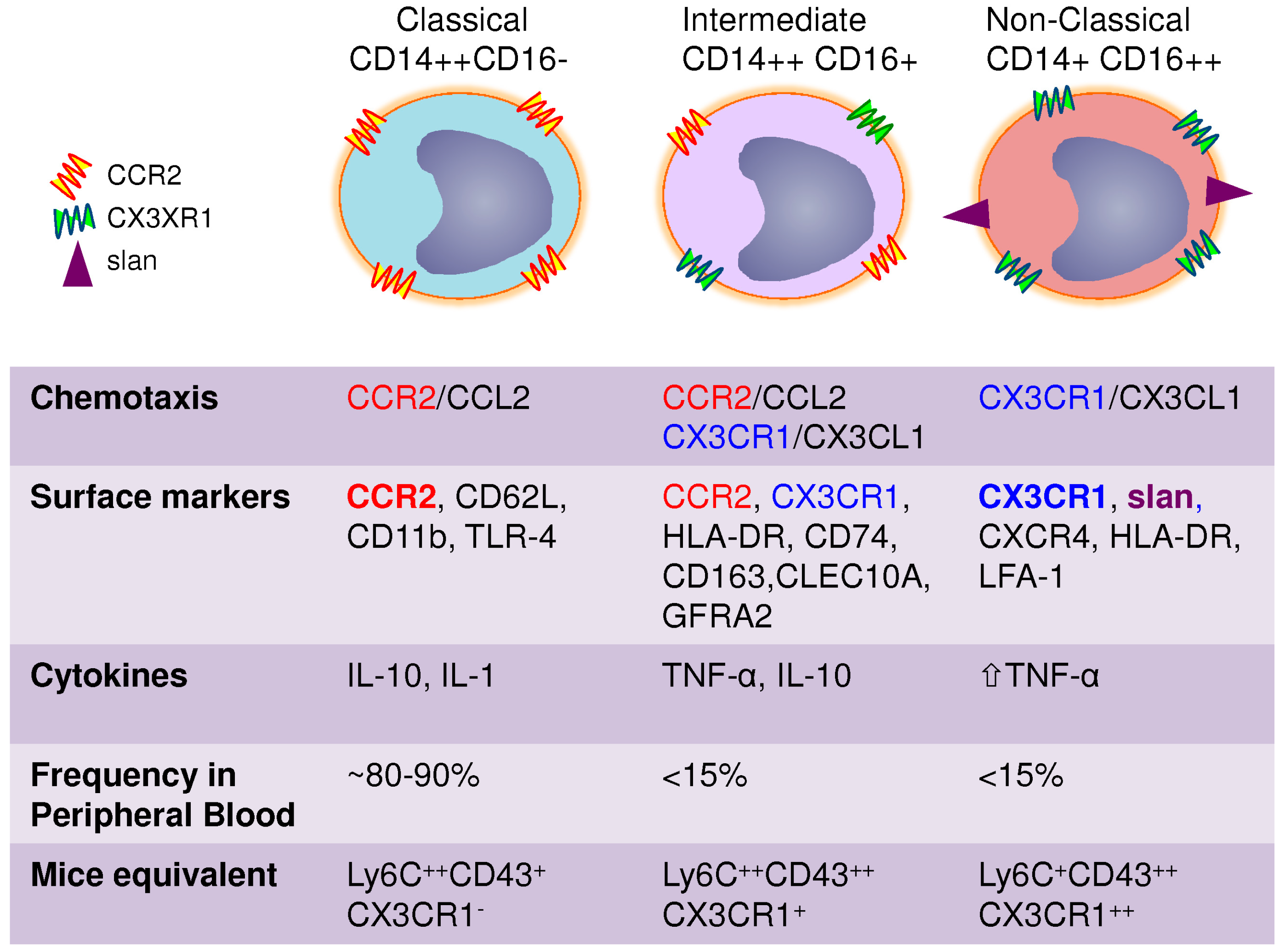 Viruses | Free Full-Text | The Biology of Monocytes and ... human dendritic cells diagram 