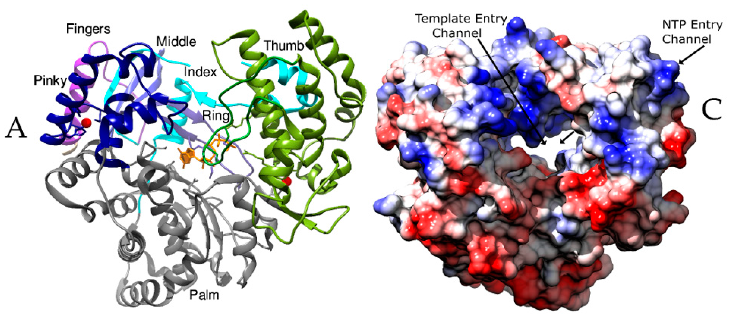 Viruses | Free Full-Text | RNA Dependent RNA Polymerases: Insights from