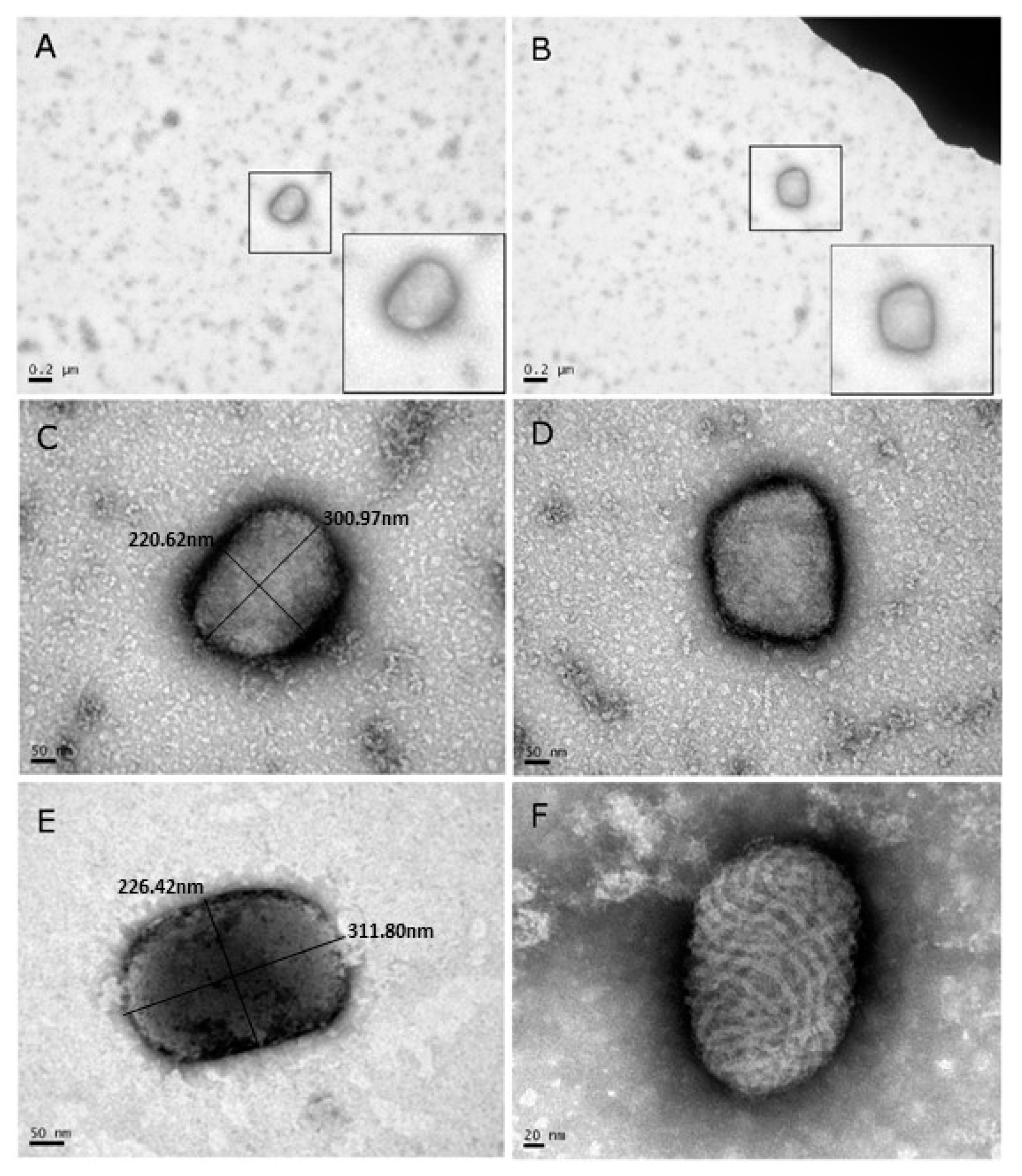 Viruses 10 00078 g002 550