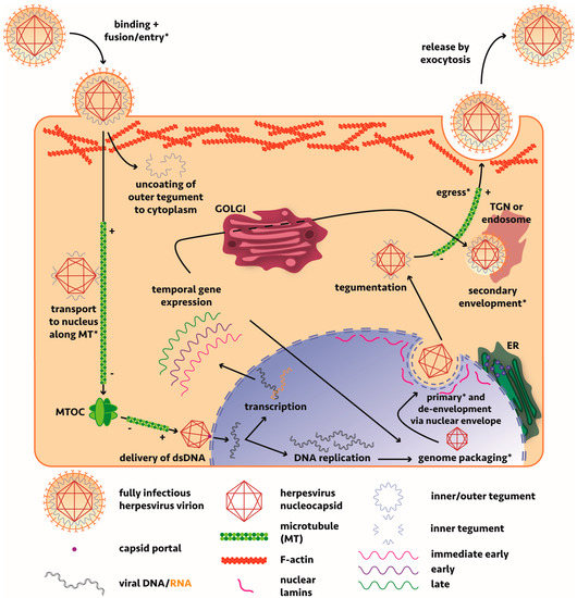 Viruses Free FullText Cytoskeletons in the Closet—Subversion in
