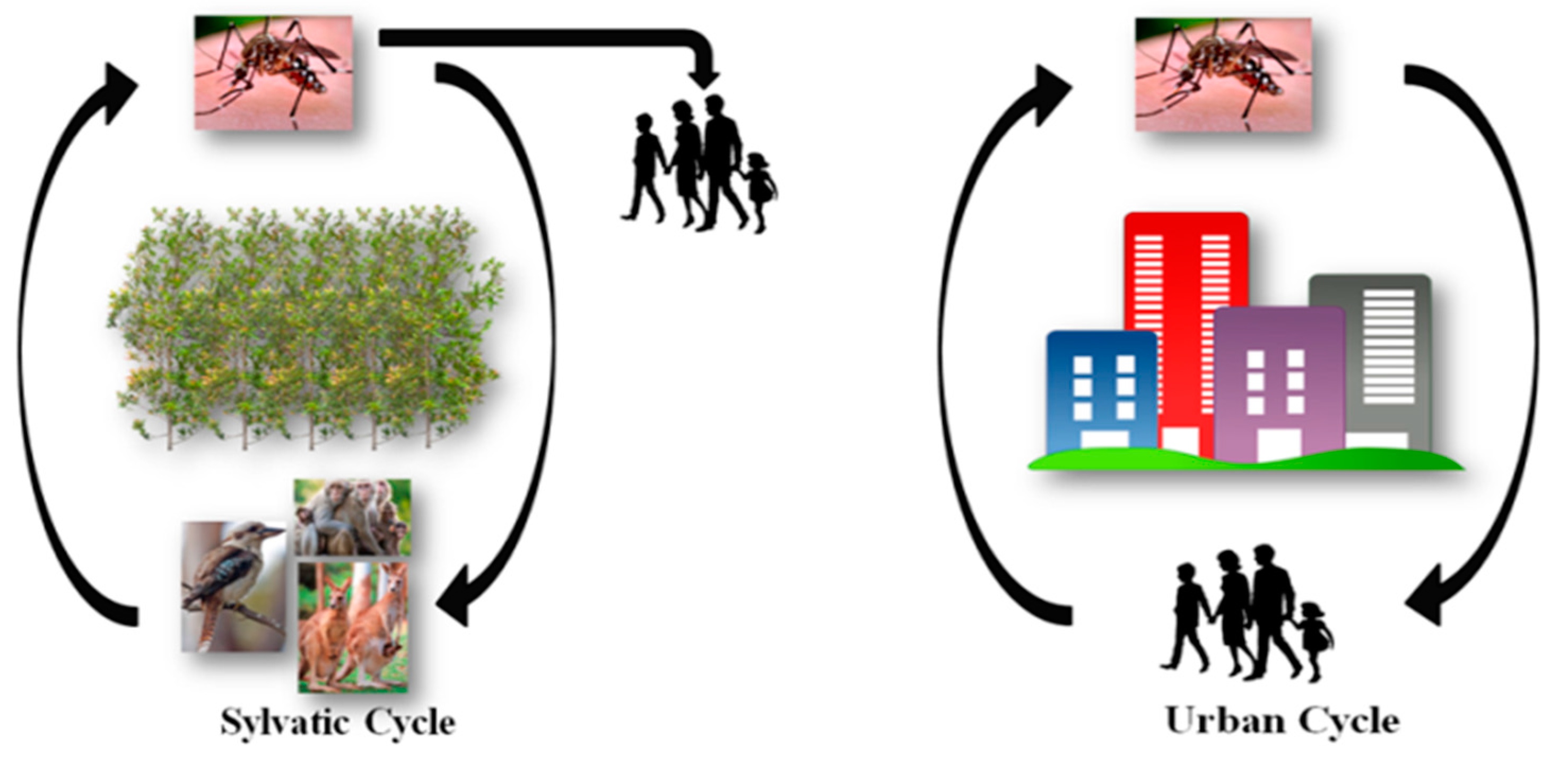 Viruses 10 00084 g001 Viruses 10 00084 g001