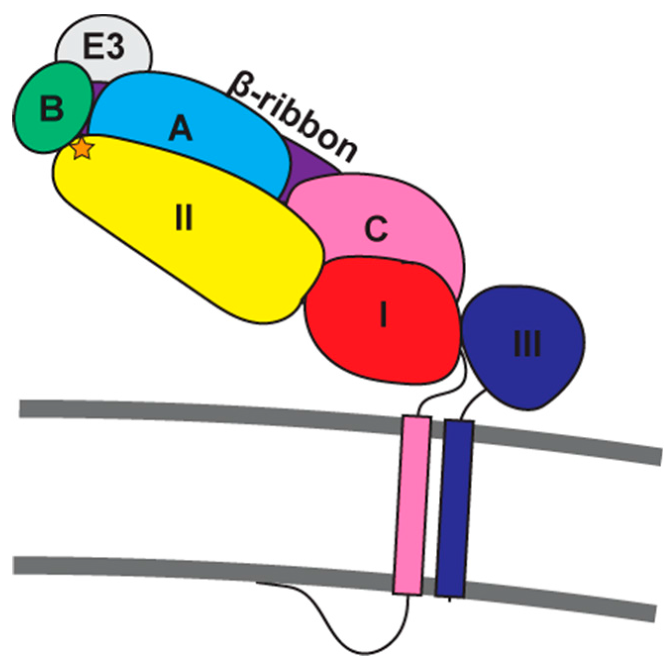 Viruses 10 00089 g002