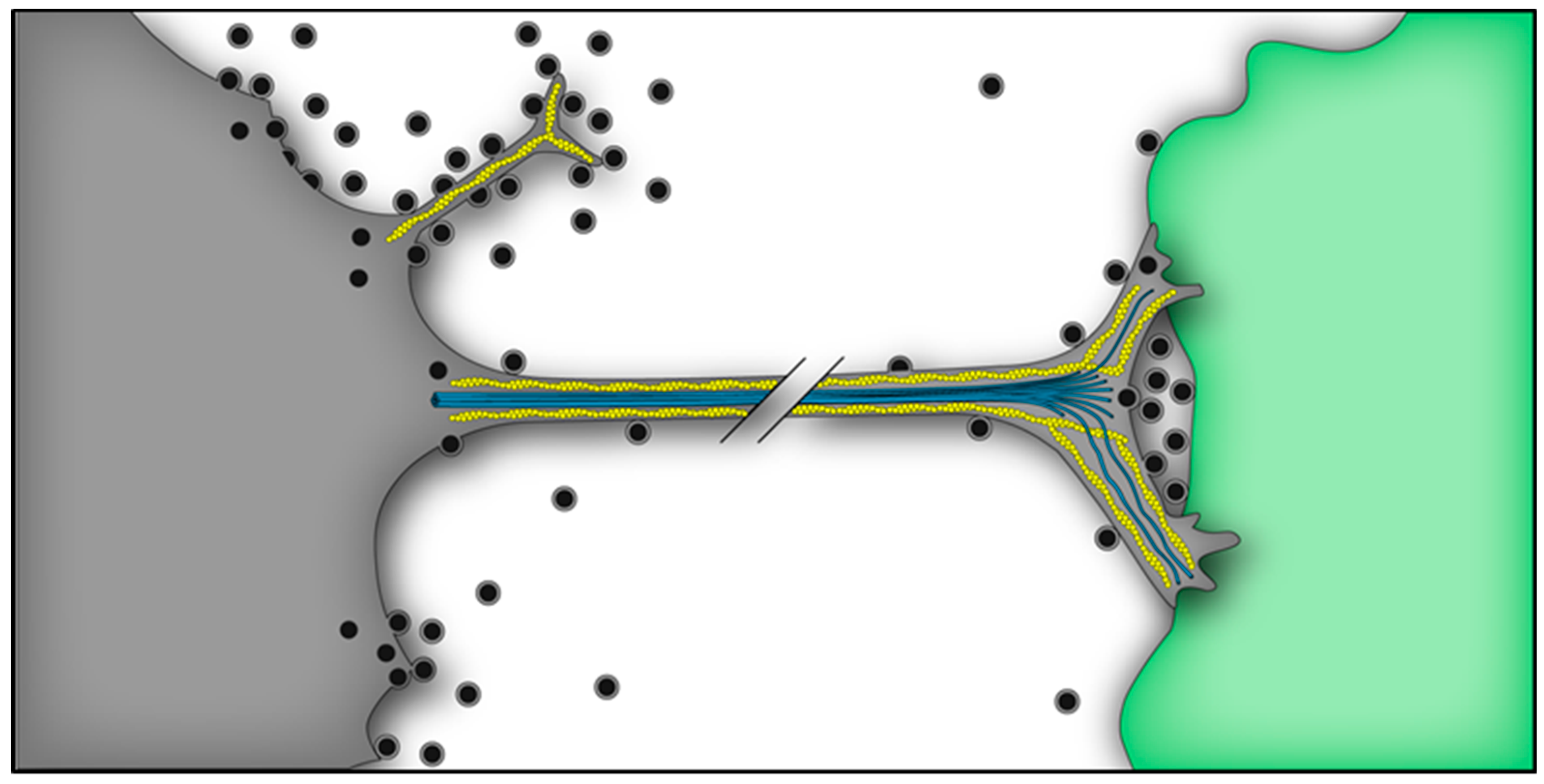 Viruses 10 00089 g003