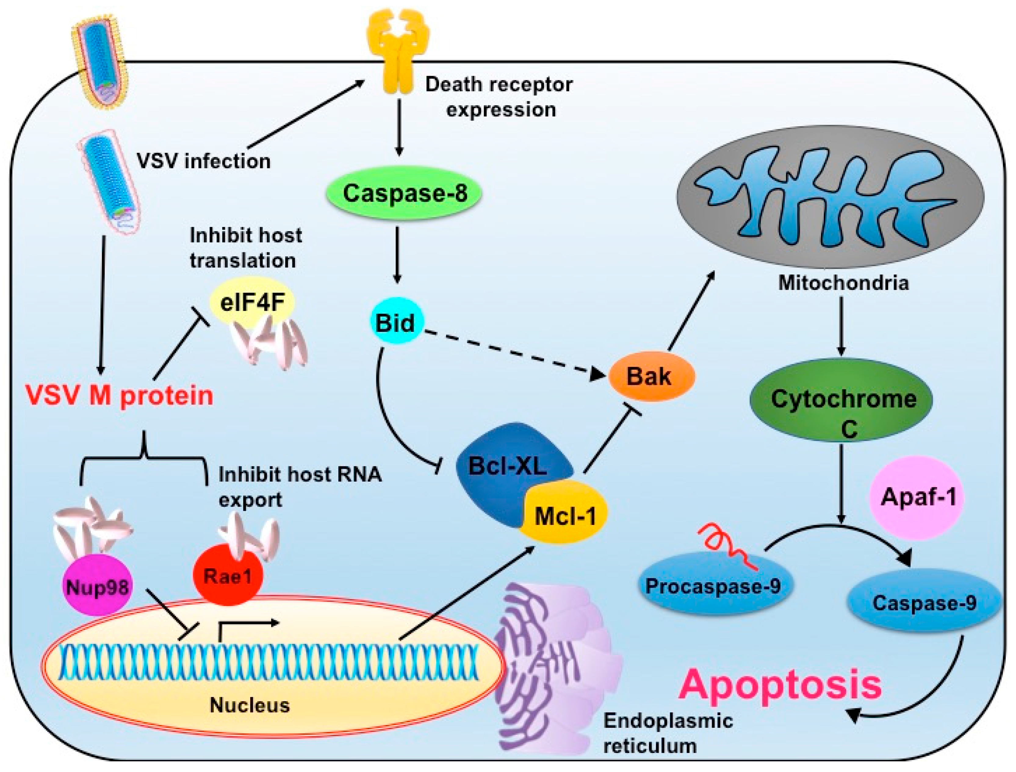 Viruses Free FullText Oncotargeting by Vesicular Stomatitis Virus (VSV) Advances in Cancer