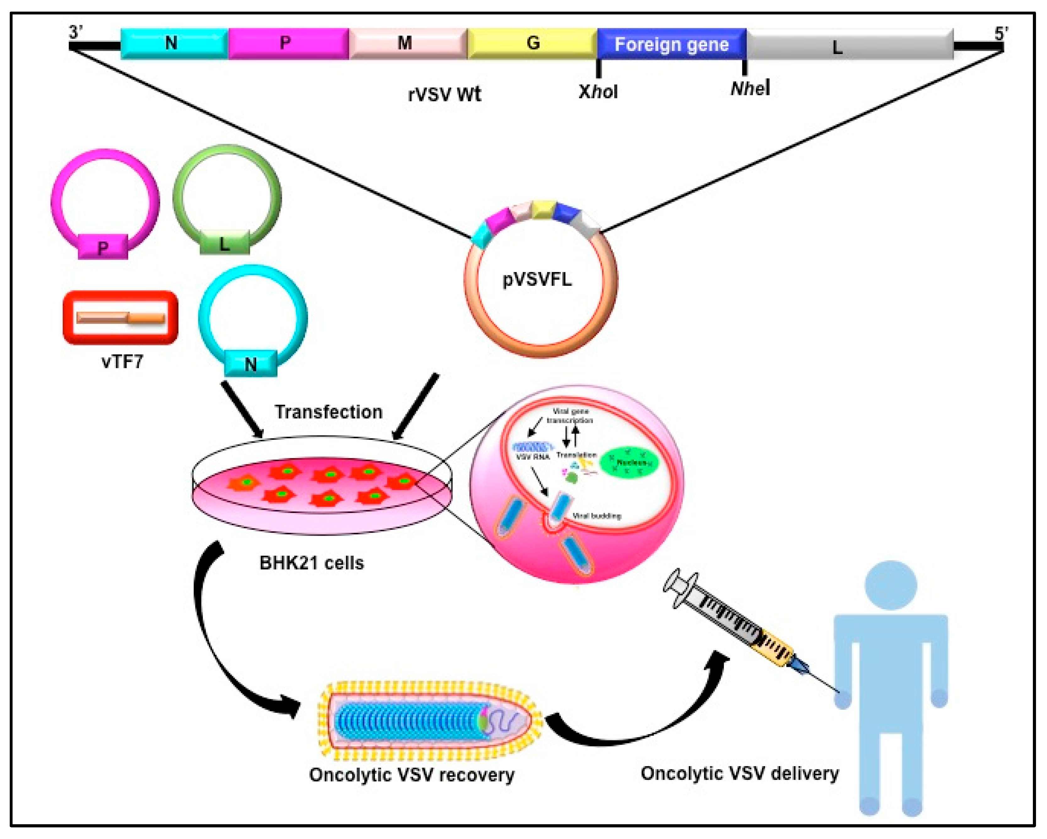 Viruses Free FullText Oncotargeting by Vesicular Stomatitis Virus (VSV) Advances in Cancer