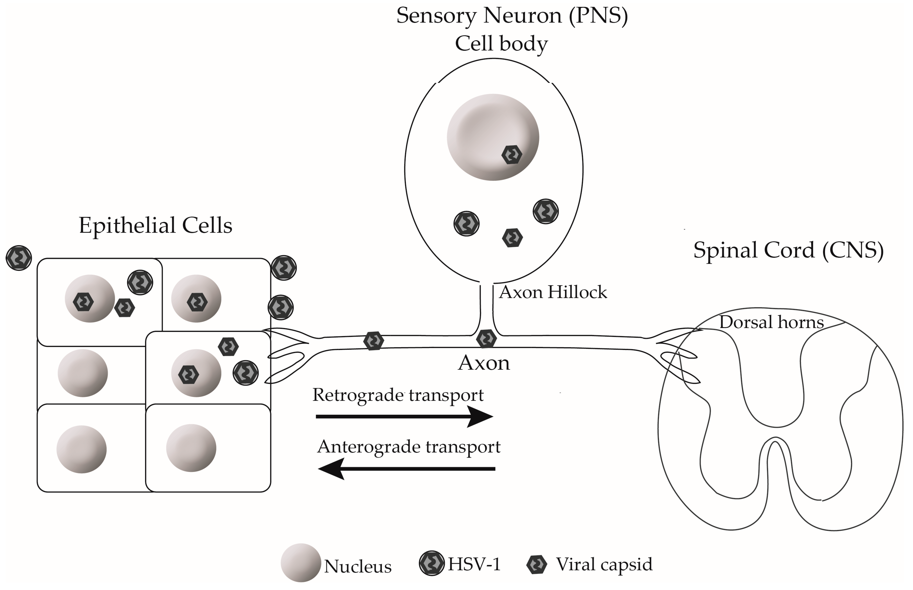 Viruses | Free Full-Text | Infection and Transport of Herpes Simplex