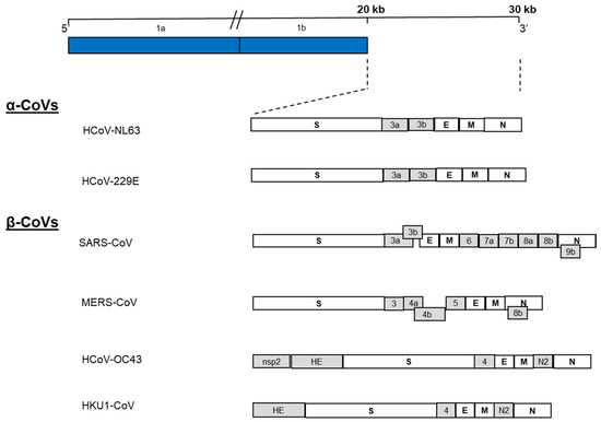 MERS-CoV: Understanding the Latest Human Coronavirus Threat