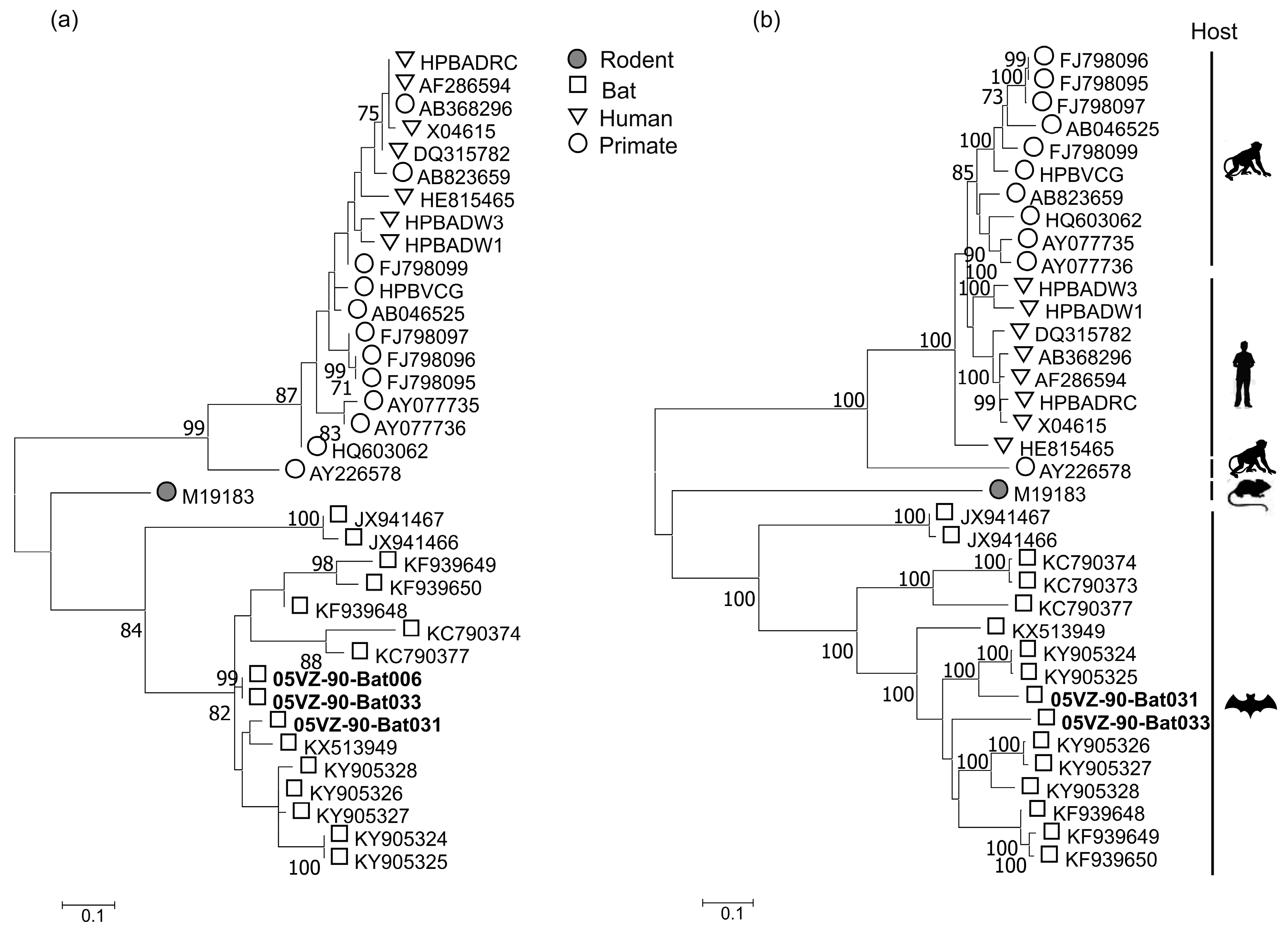 Viruses Free Full Text Detection And Characterization Of Homologues Of Human Hepatitis Viruses And Pegiviruses In Rodents And Bats In Vietnam Html