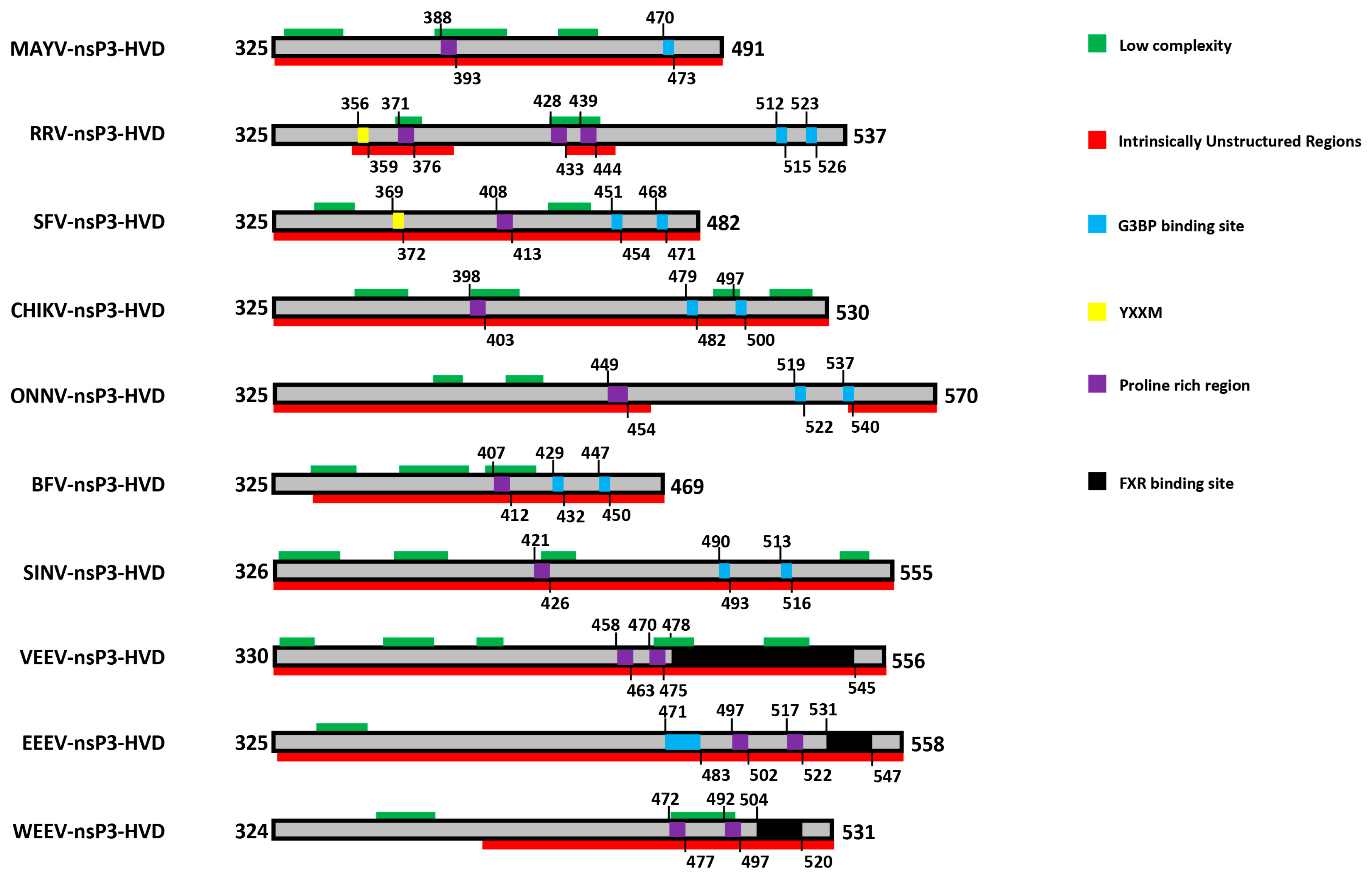 Viruses Free FullText The Enigmatic Alphavirus NonStructural