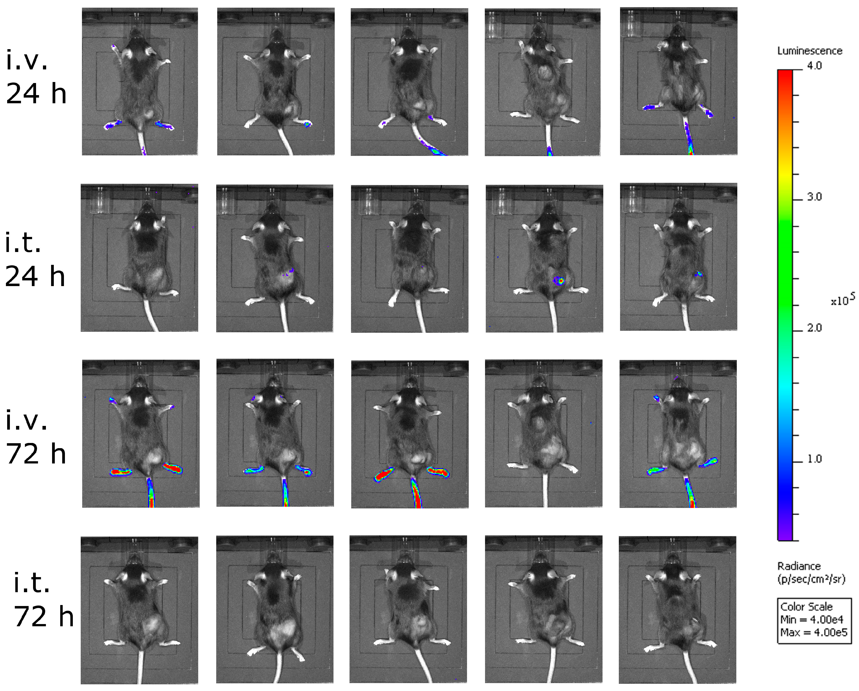 Viruses 10 00108 g004 550