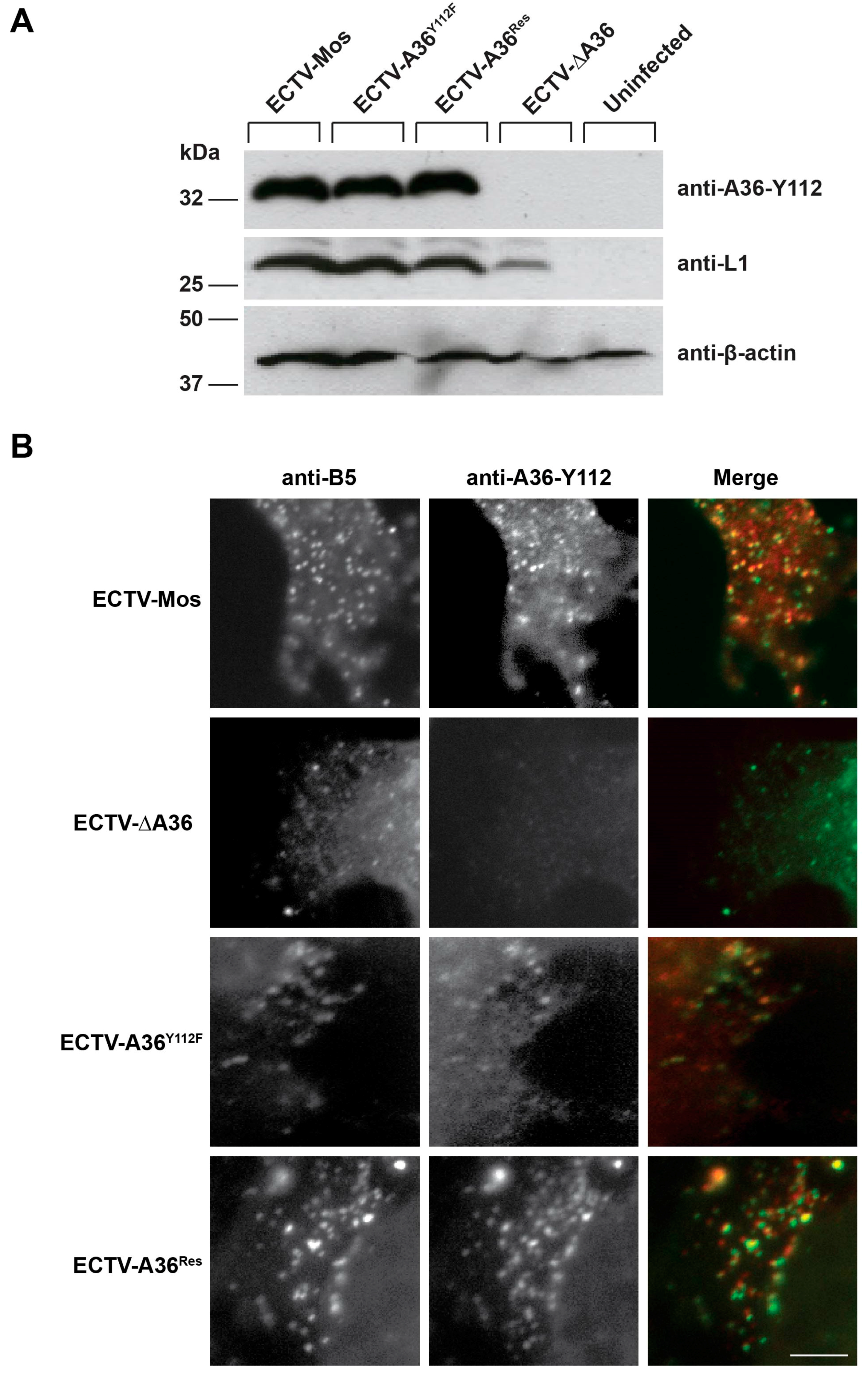 Viruses 10 00111 g002 Viruses 10 00111 g002