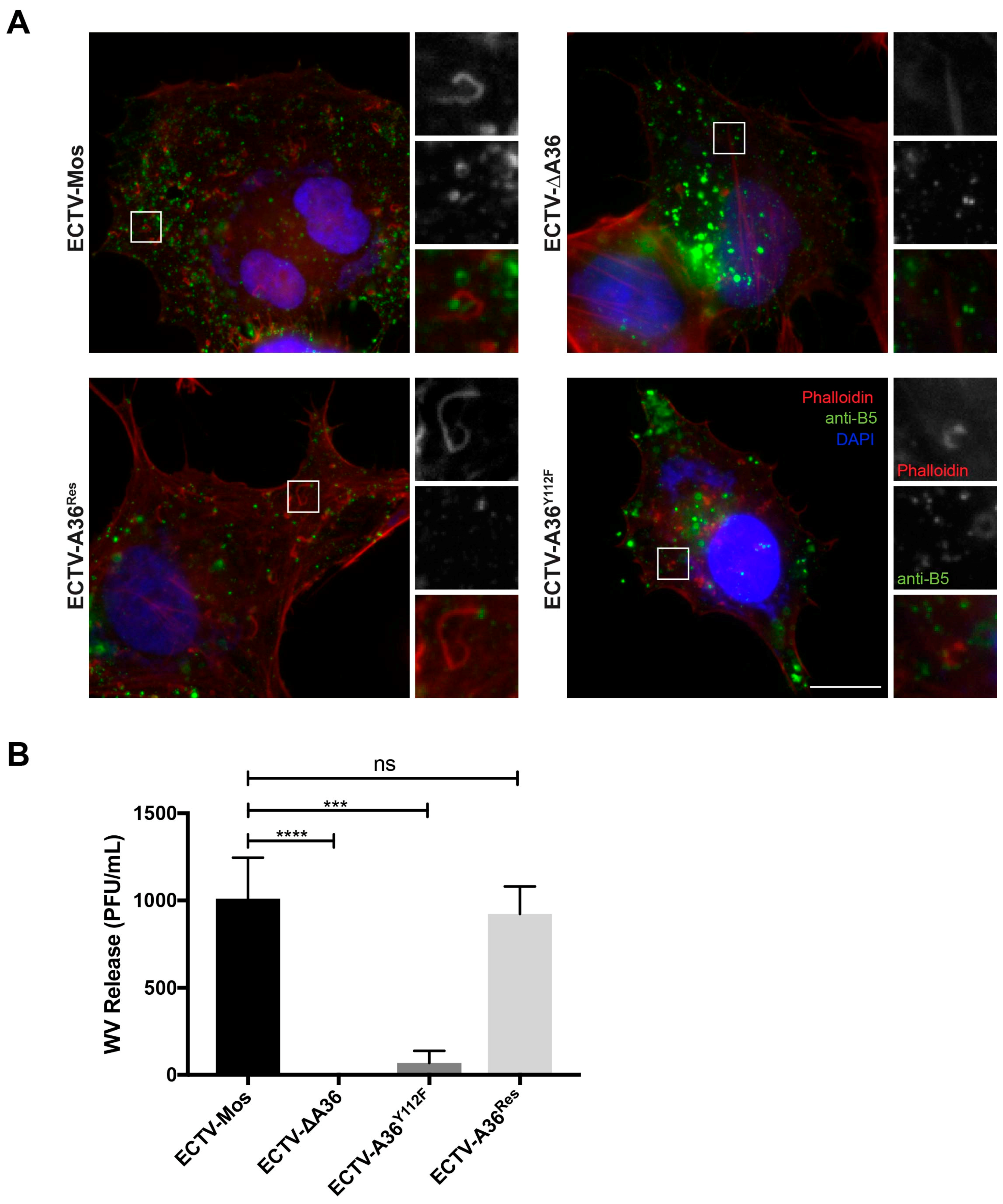 Viruses 10 00111 g003 Viruses 10 00111 g003